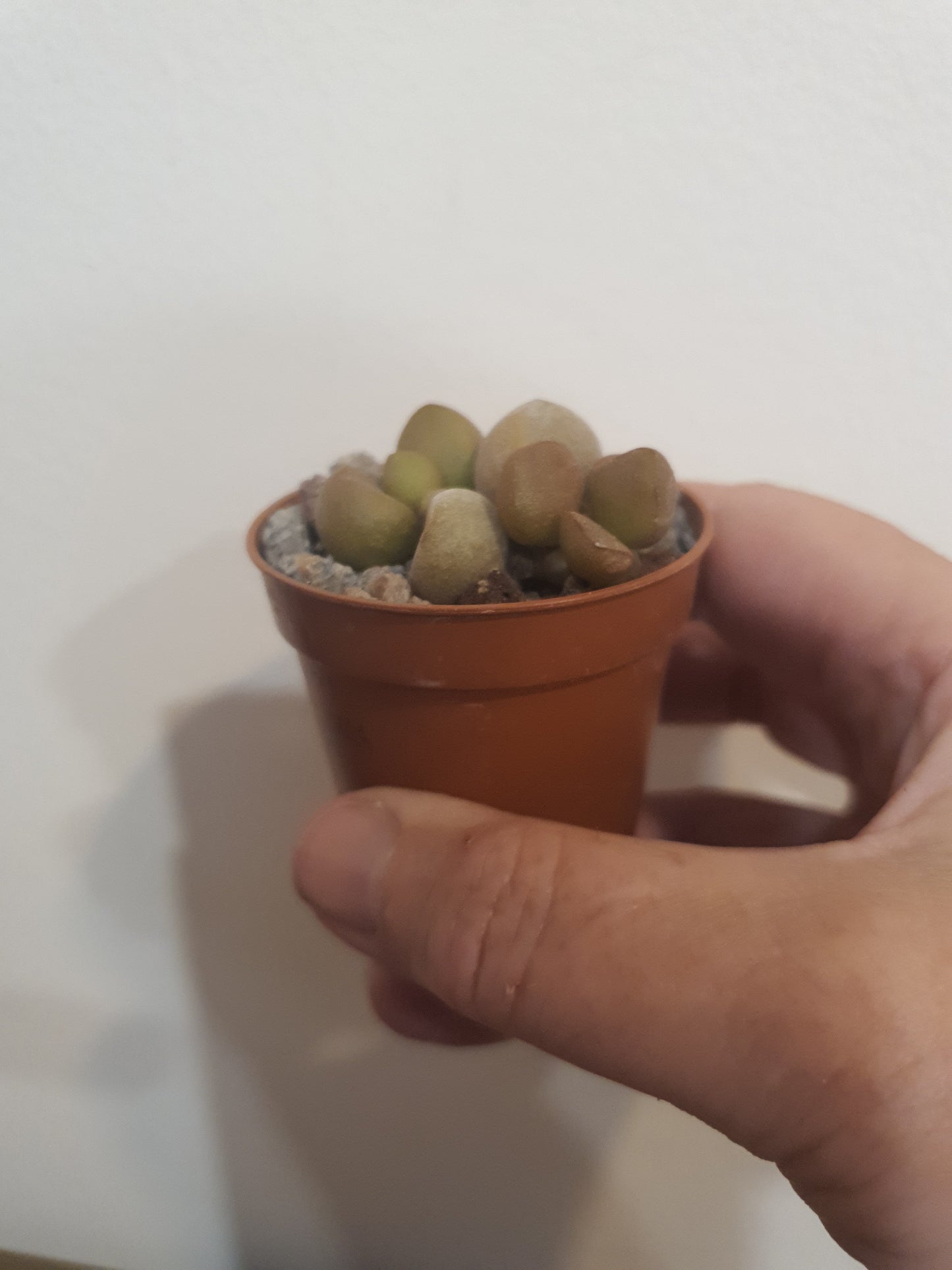 Adromischus marianae 'Little spahaeroid'