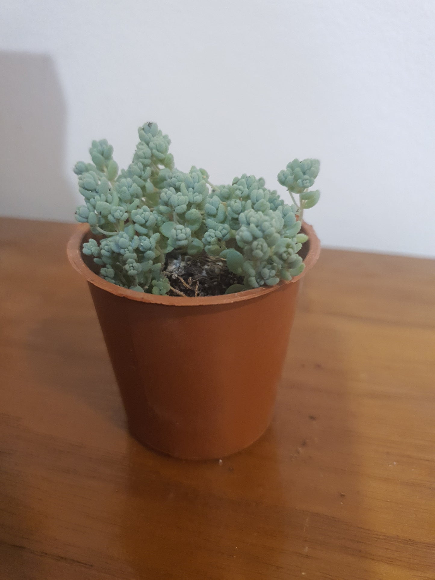 Sedum dasyphyllum 'Lilac Mound'