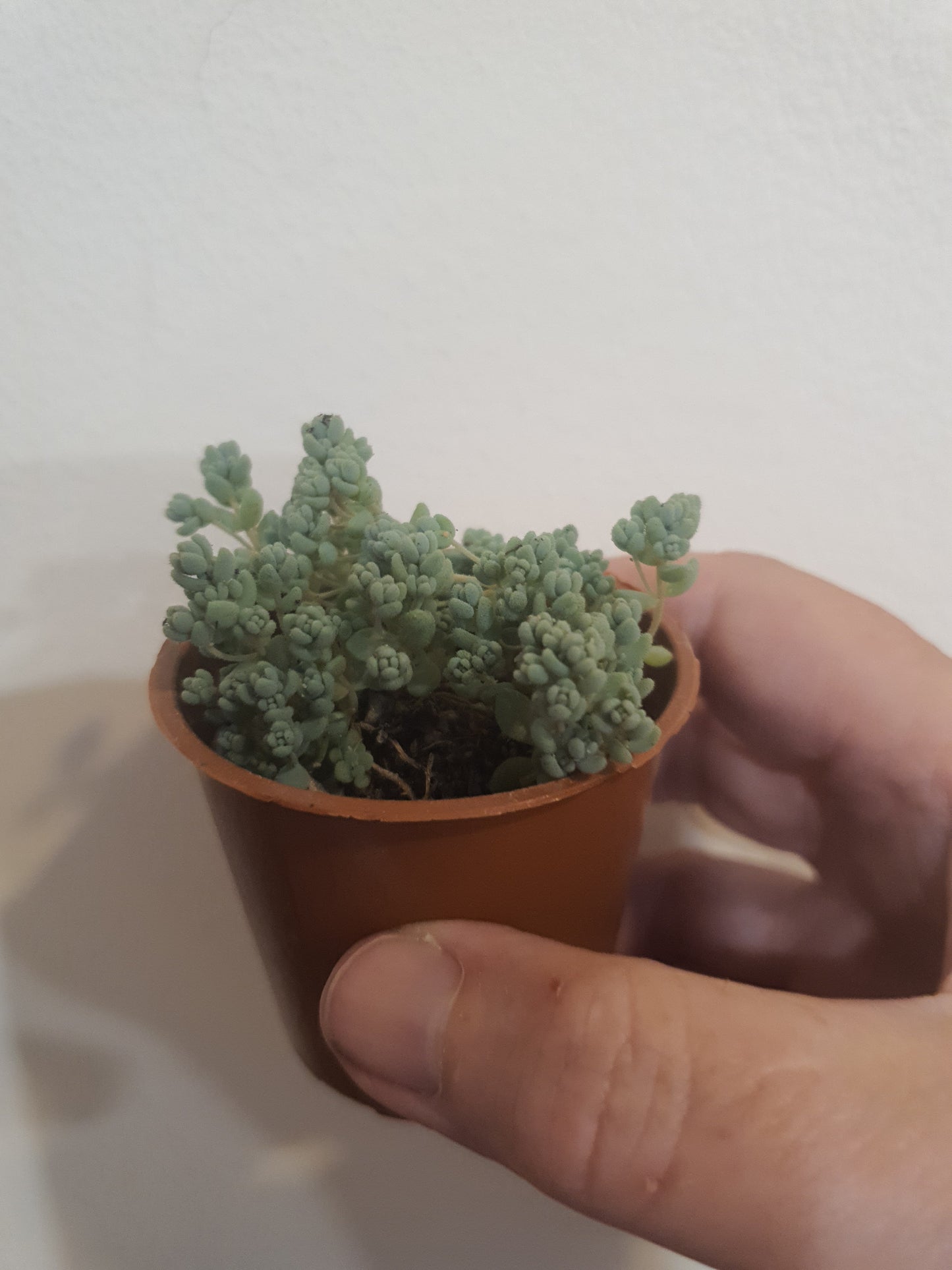 Sedum dasyphyllum 'Lilac Mound'