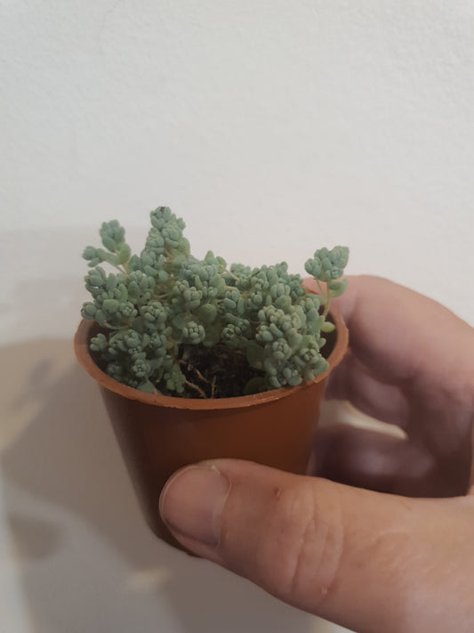 Sedum dasyphyllum 'Lilac Mound'