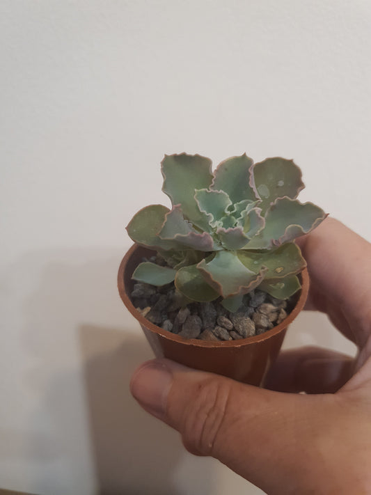 Echeveria 'Pink Frills'