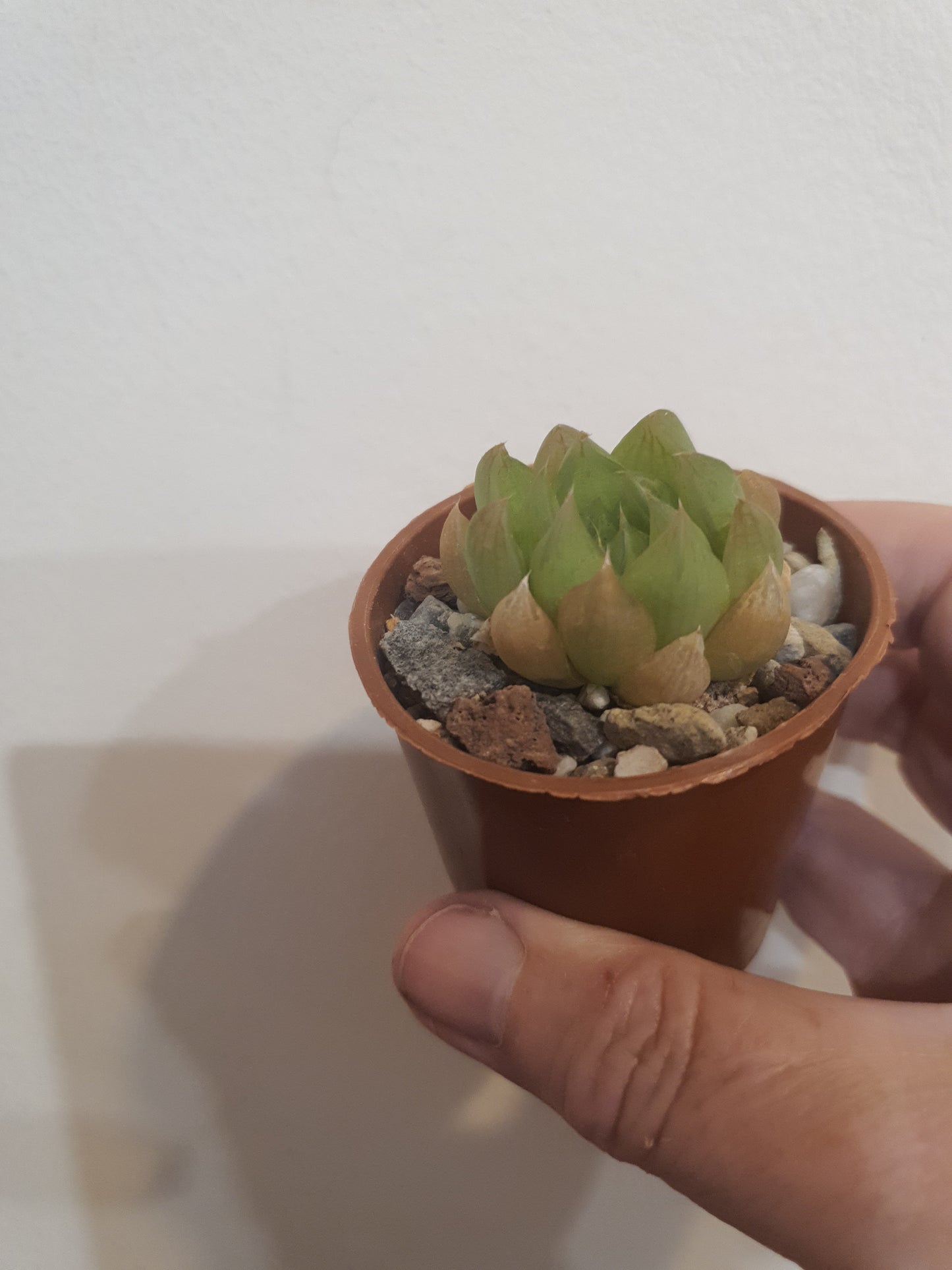 Haworthia  bilineata