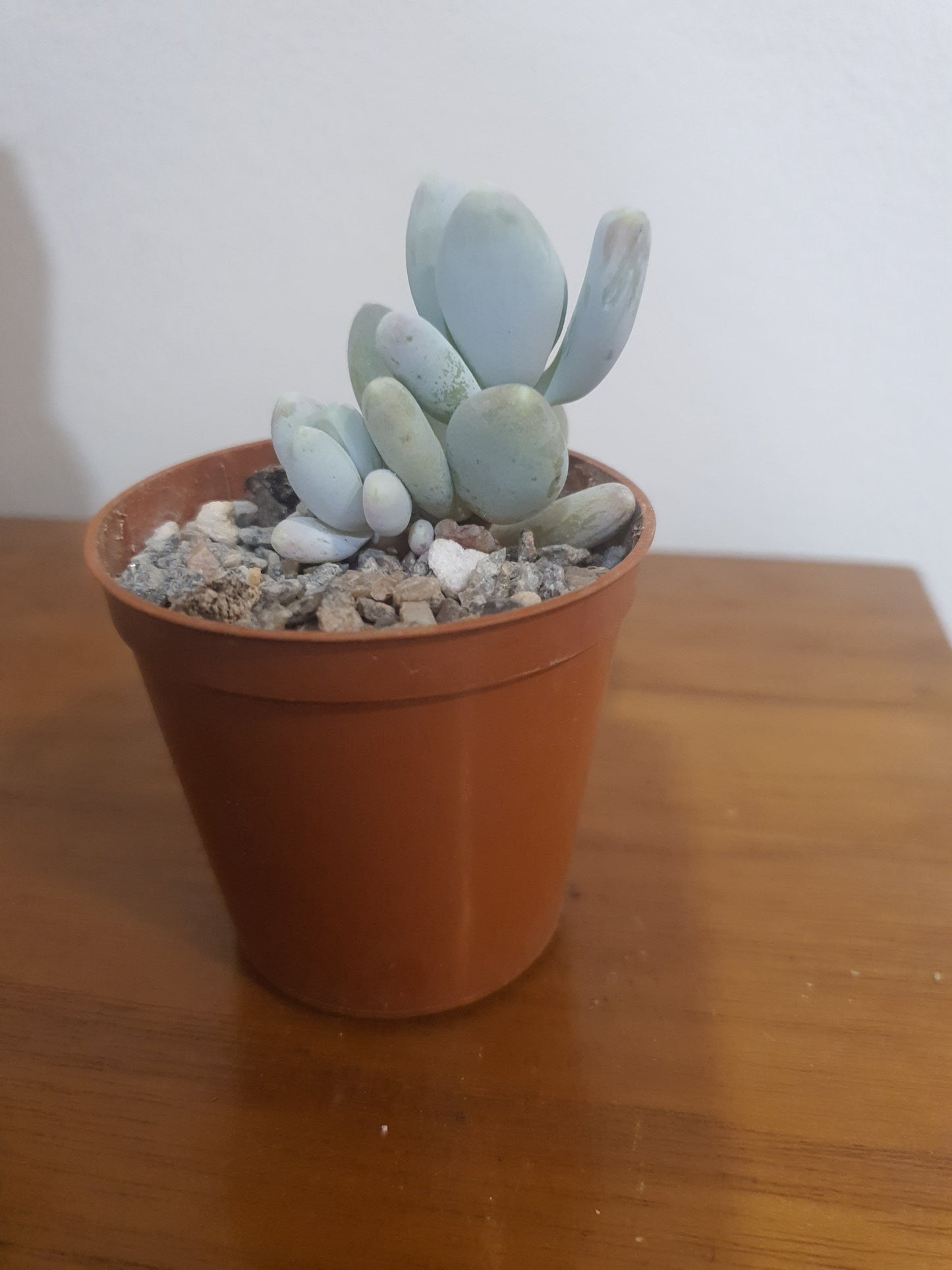 Pachyphytum glutinicaule
