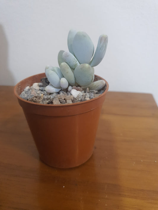 Pachyphytum glutinicaule