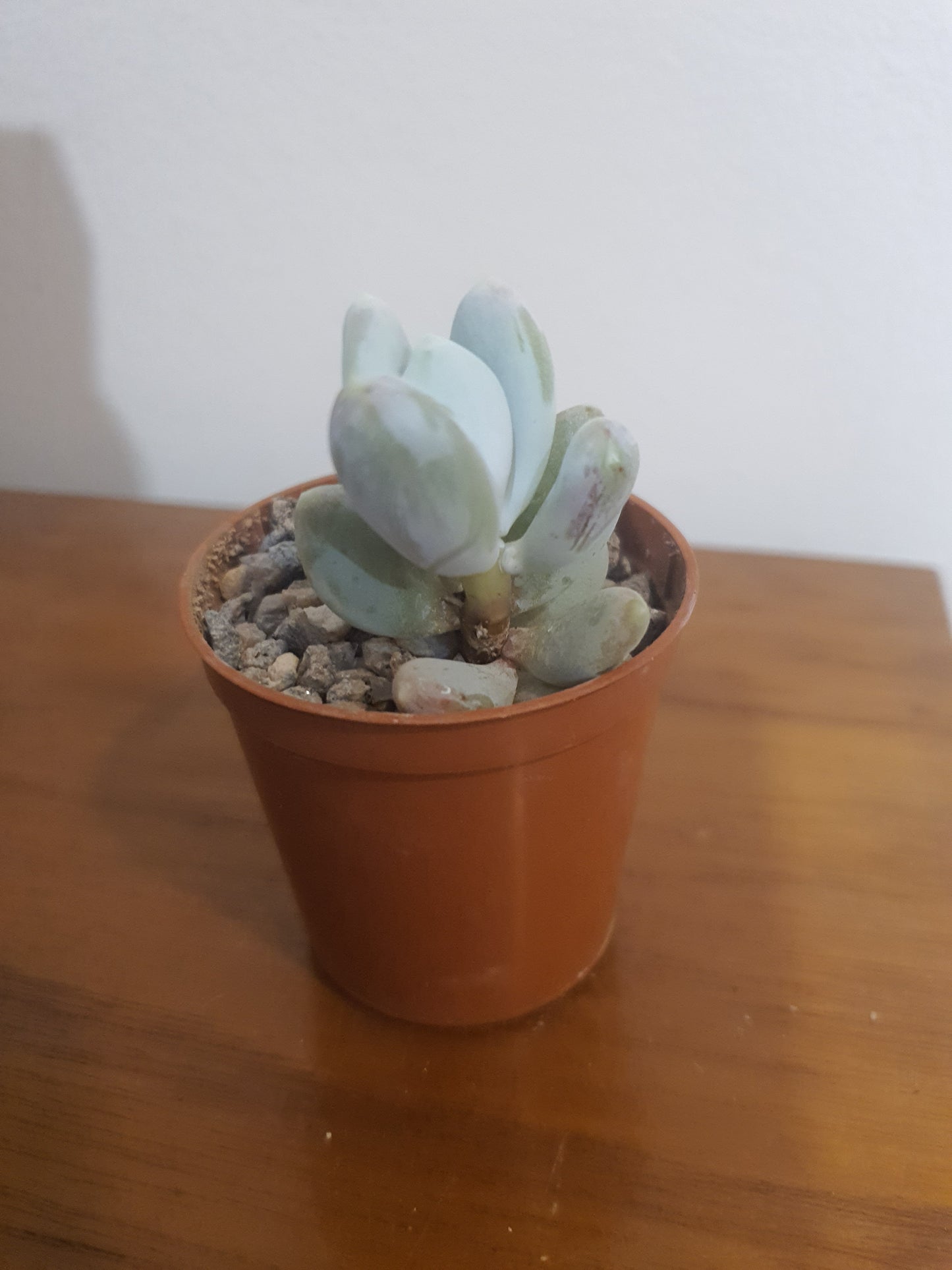 Pachyphytum glutinicaule