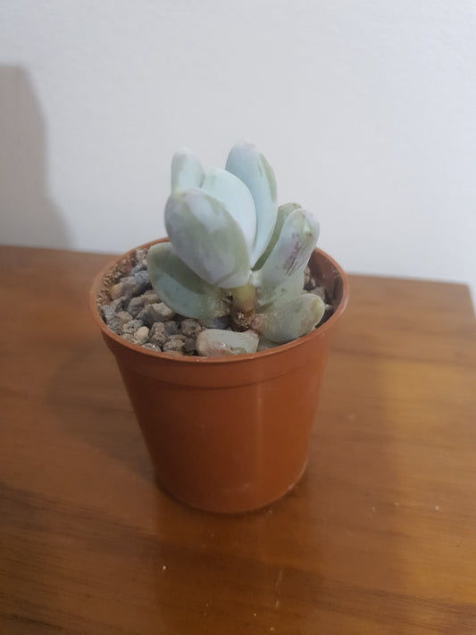 Pachyphytum glutinicaule