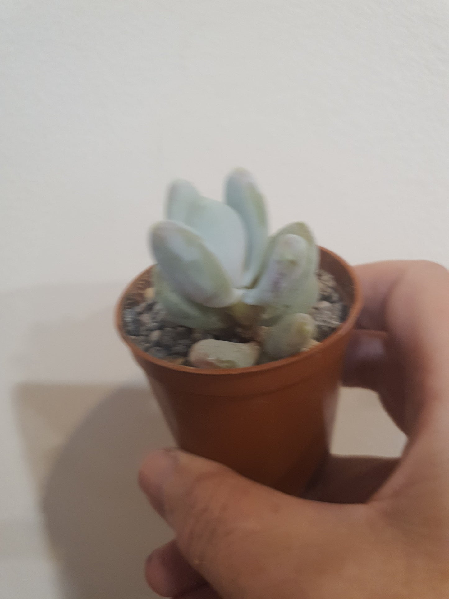 Pachyphytum glutinicaule
