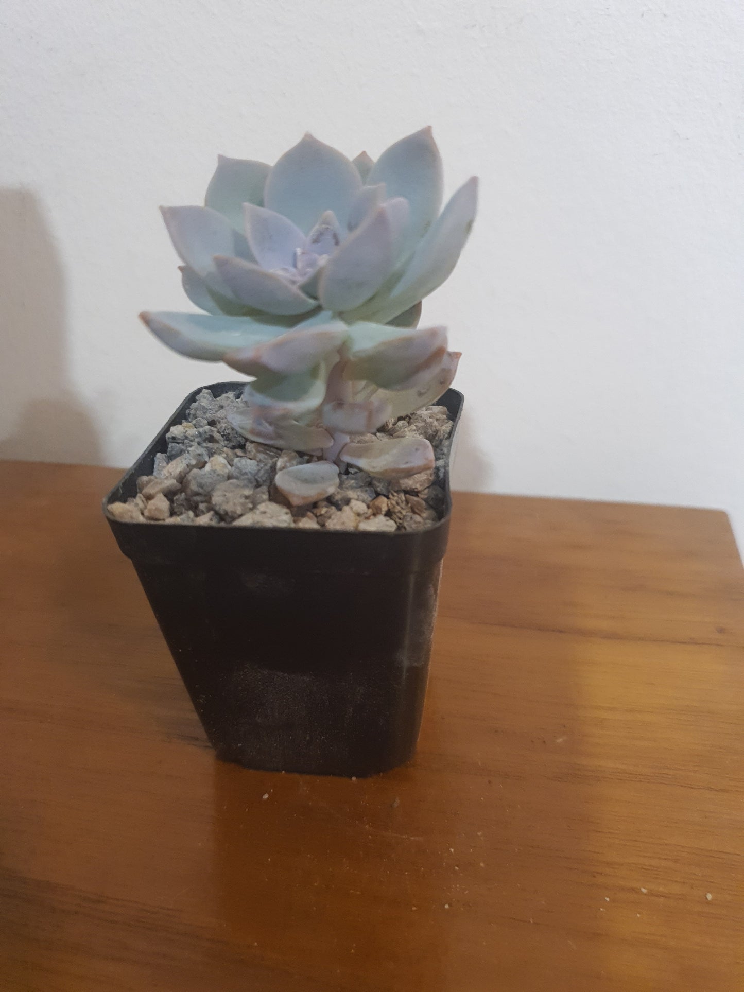 Echeveria 'Lilacina'