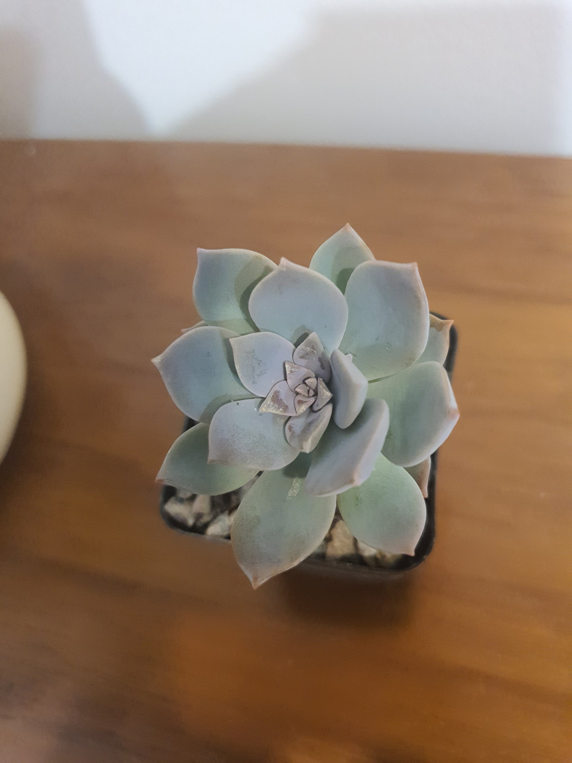 Echeveria ,A pale blue-green succulent plant in a small dark square pot, photographed from above on a wooden surface.
