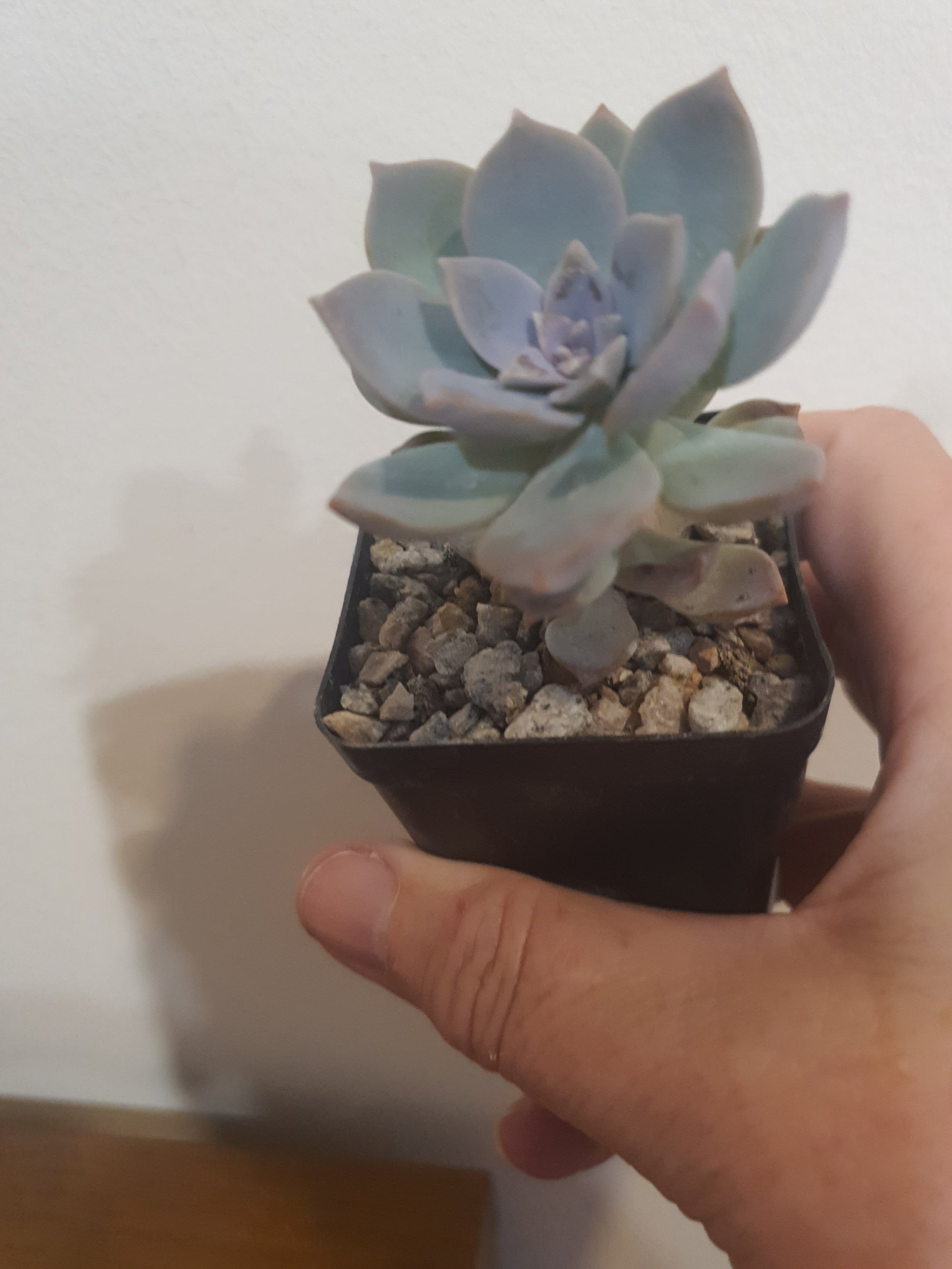 Echeveria