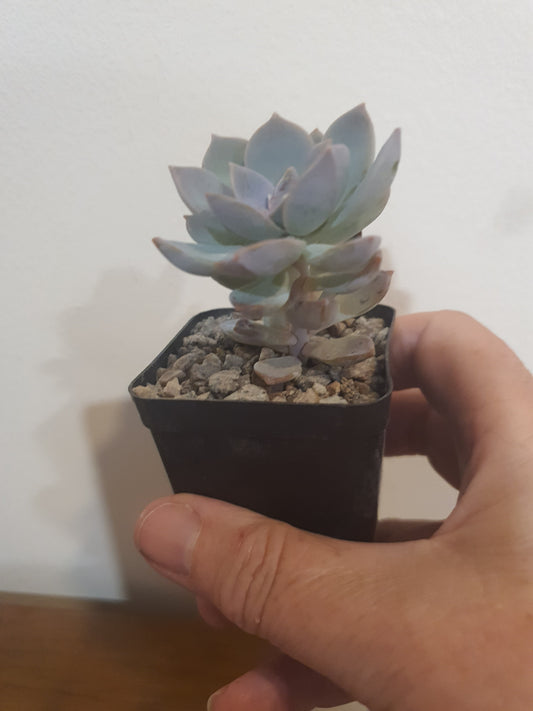 A small succulent plant with pale blue-green leaves in a black plastic pot filled with gravel, held by a person's hand against a plain light background.