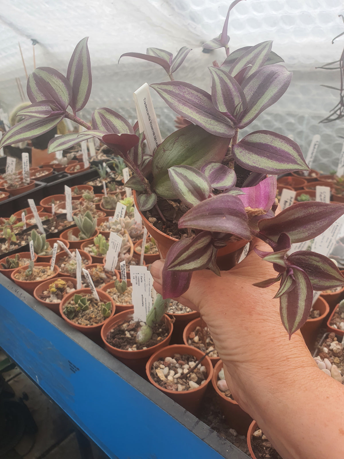 Tradescantia 'Violet Hill'   (Wondering Dew Violet Hill ) Trailing Plant