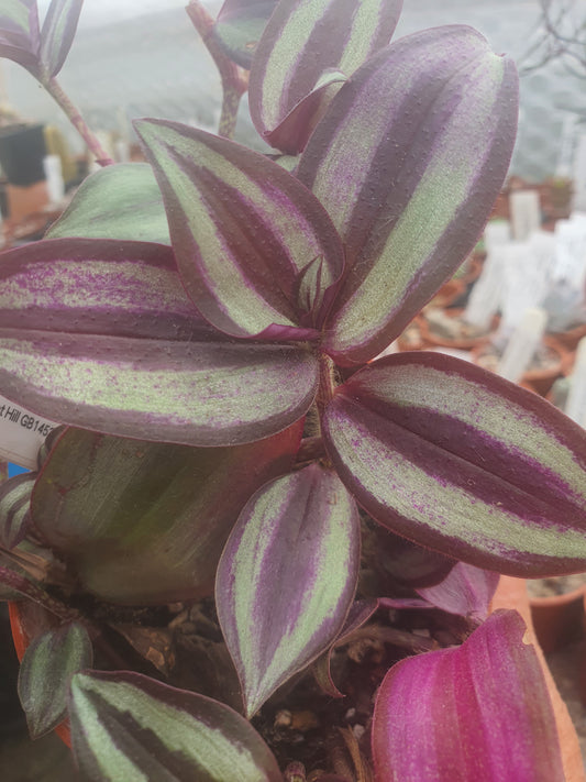 Tradescantia 'Violet Hill'   (Wondering Dew Violet Hill ) Trailing Plant
