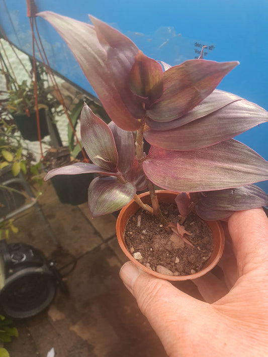 Tradescantia 'Flame Dance' (Wondering Dude cv)