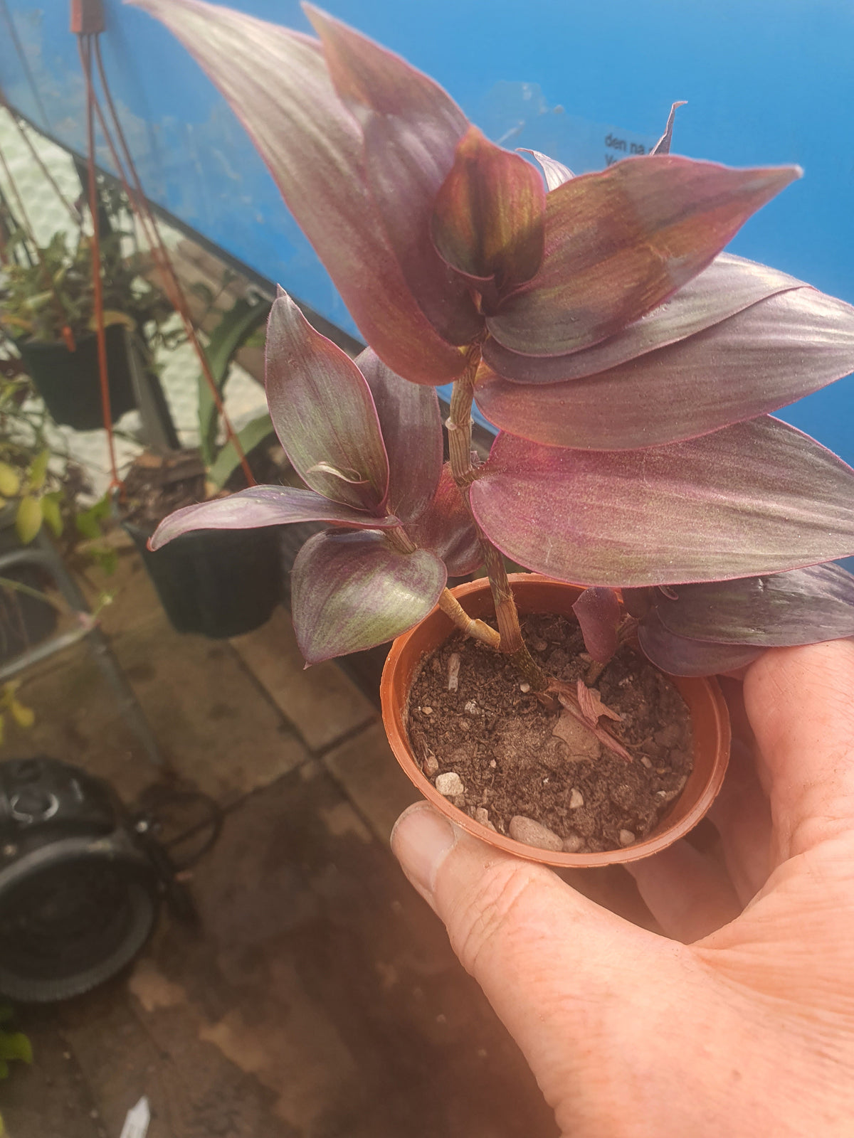 Tradescantia 'Flame Dance' (Wondering Dude cv)