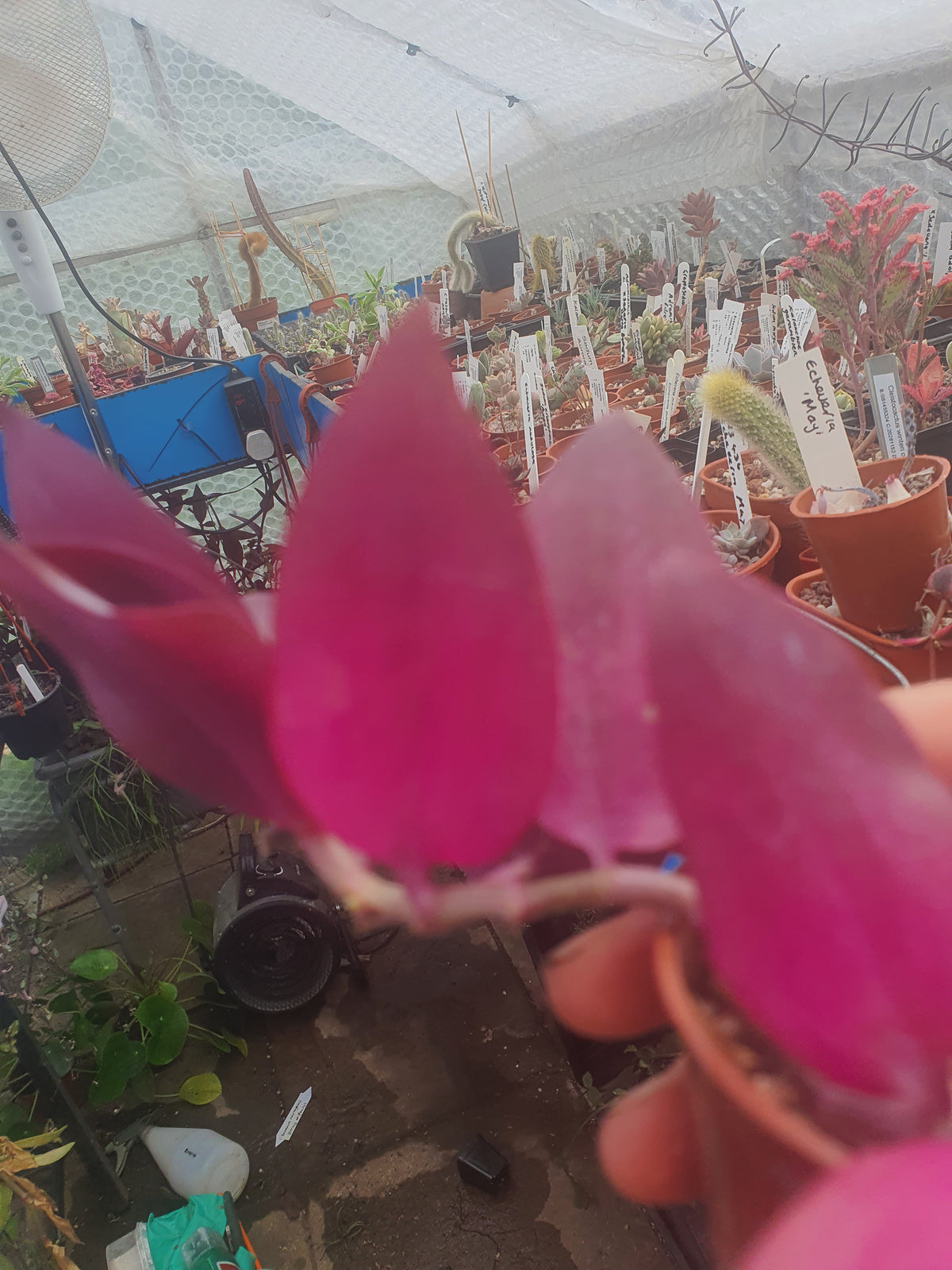 Tradescantia 'Flame Dance' (Wondering Dude cv)