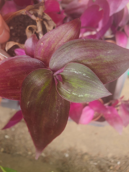 Tradescantia 'Flame Dance' (Wondering Dude cv)