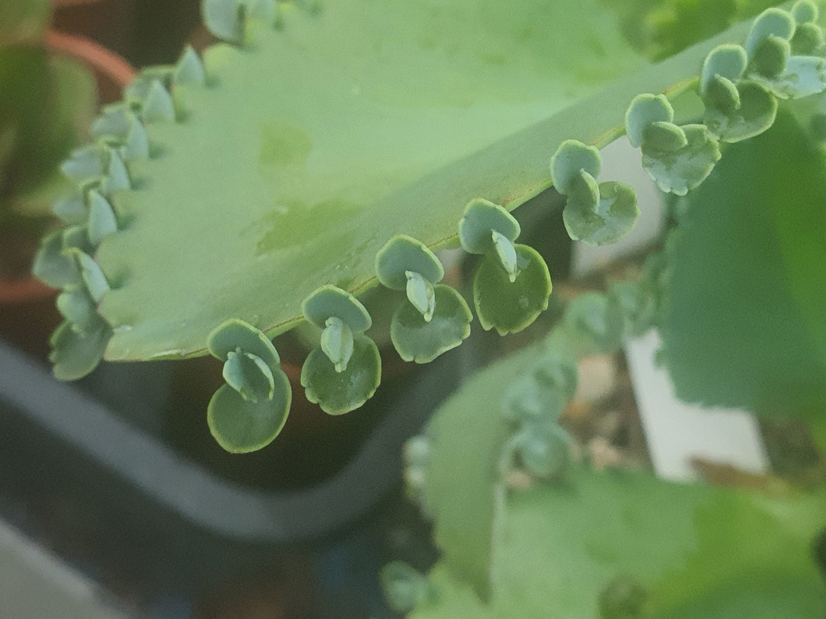 Kalanchoe laetivirens | Mother of Thousands - Plants