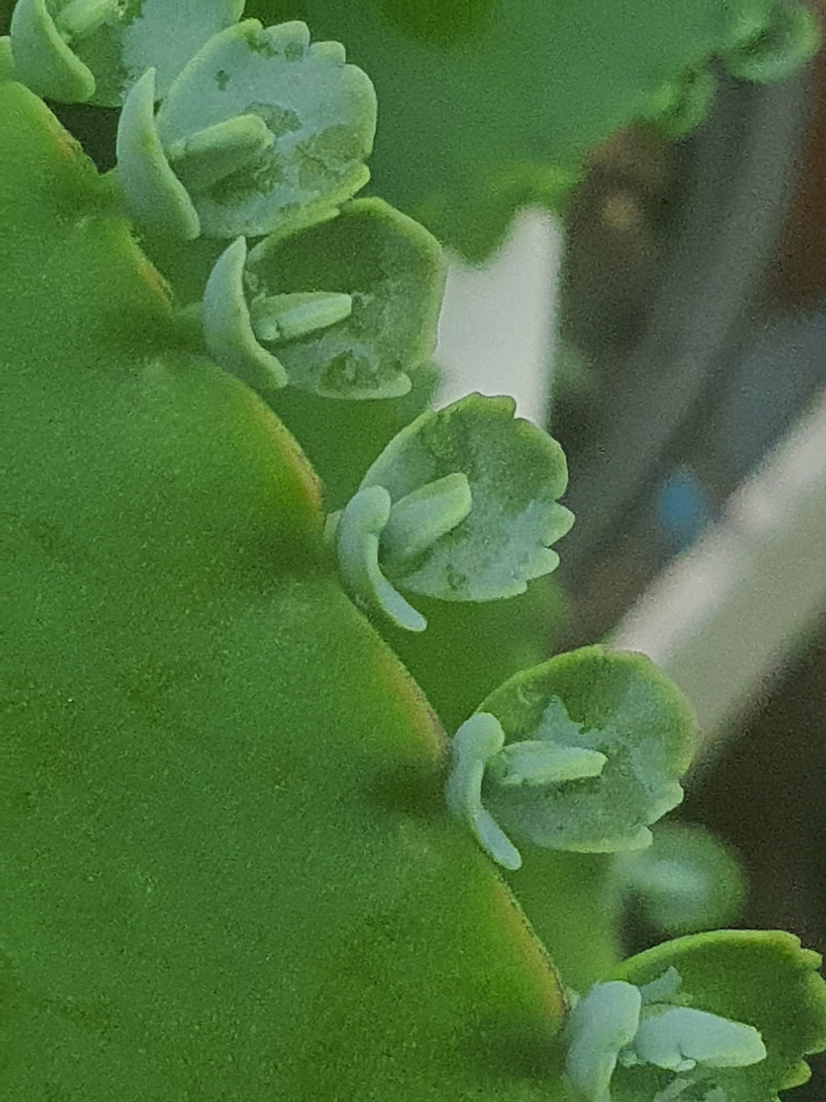 Kalanchoe laetivirens | Mother of Thousands - Plants