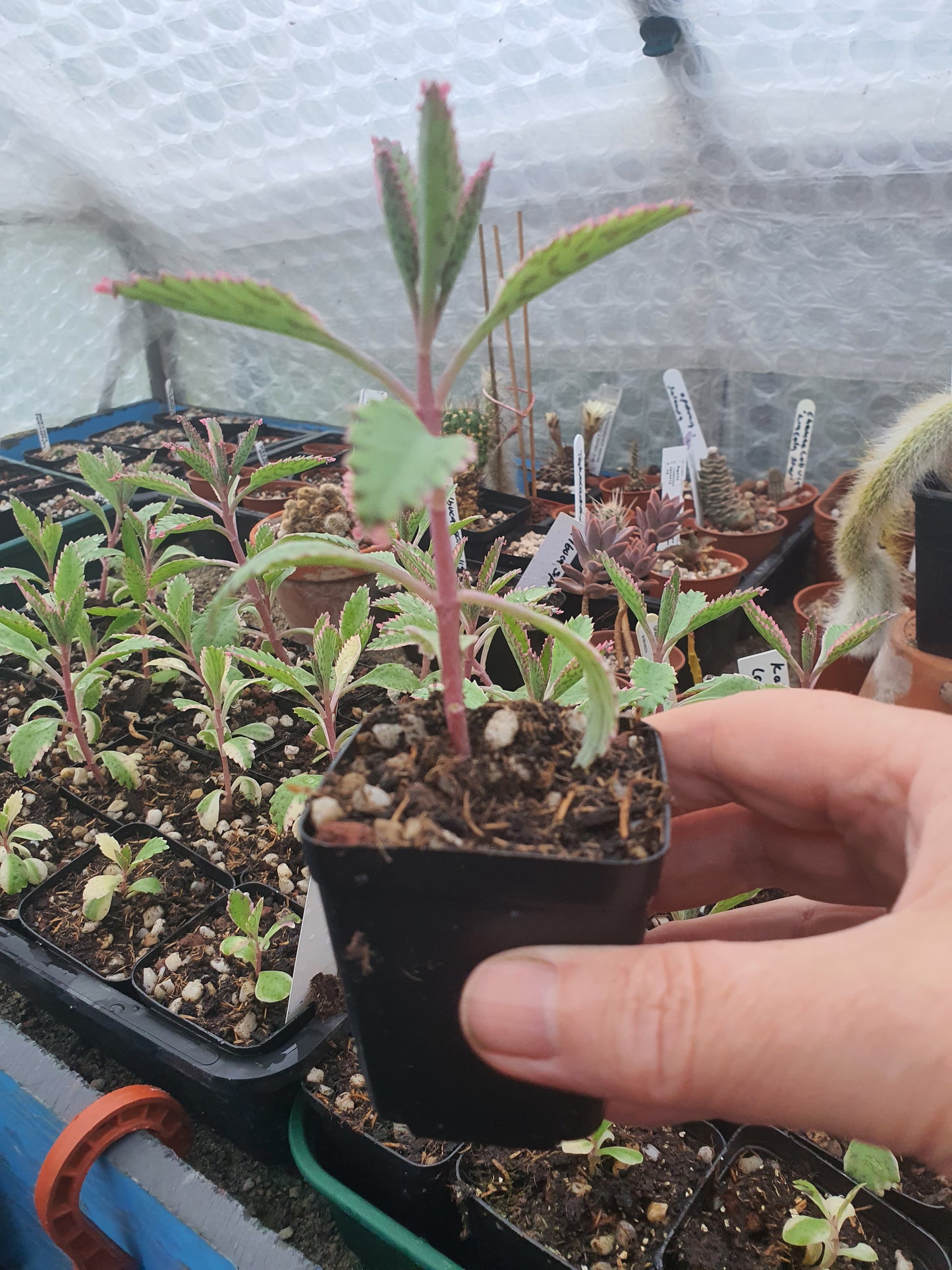 Kalanchoe  'Pink Butterfly' |  Pink Mother of Thousands |