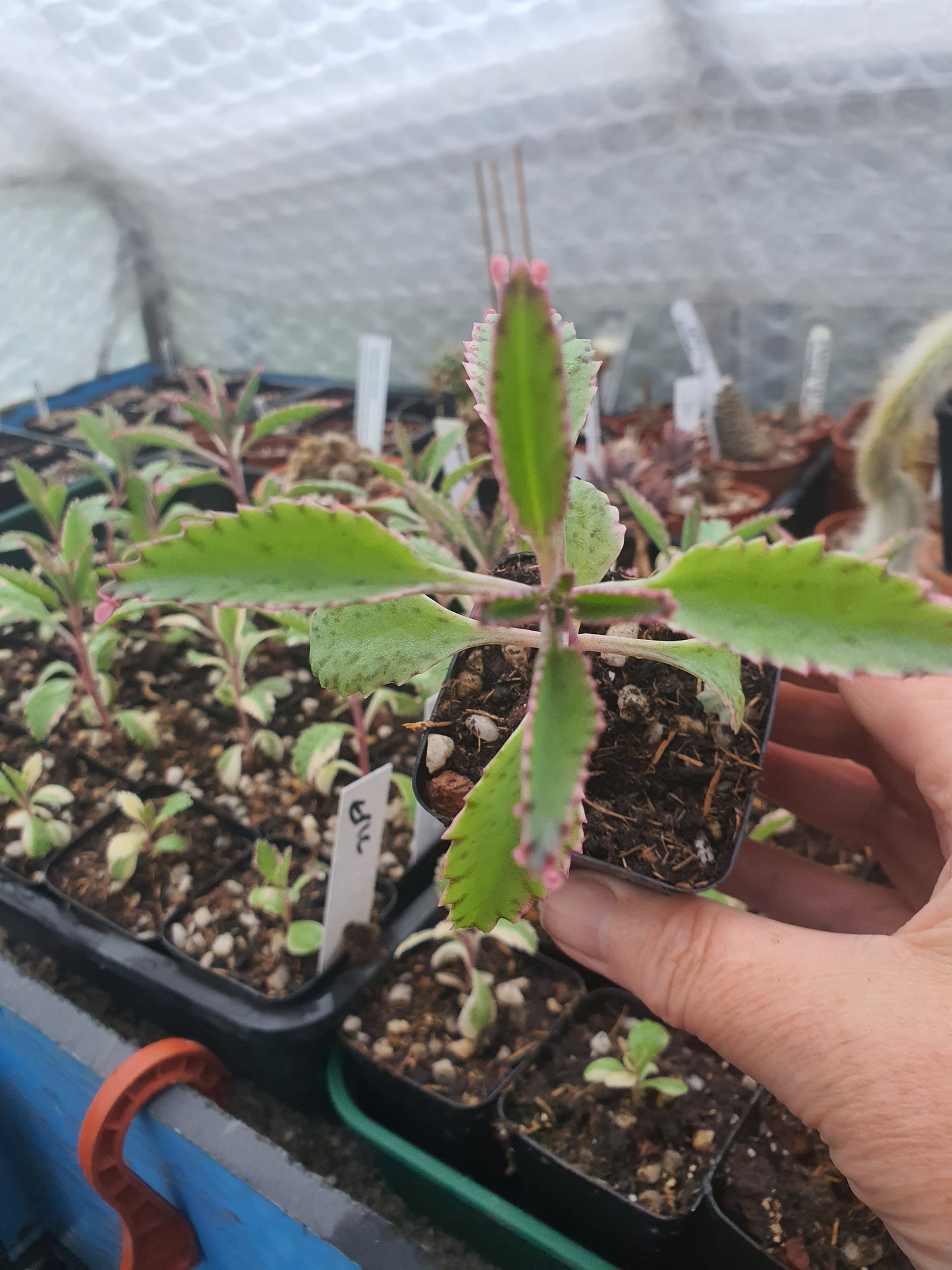 Kalanchoe  'Pink Butterfly' |  Pink Mother of Thousands |