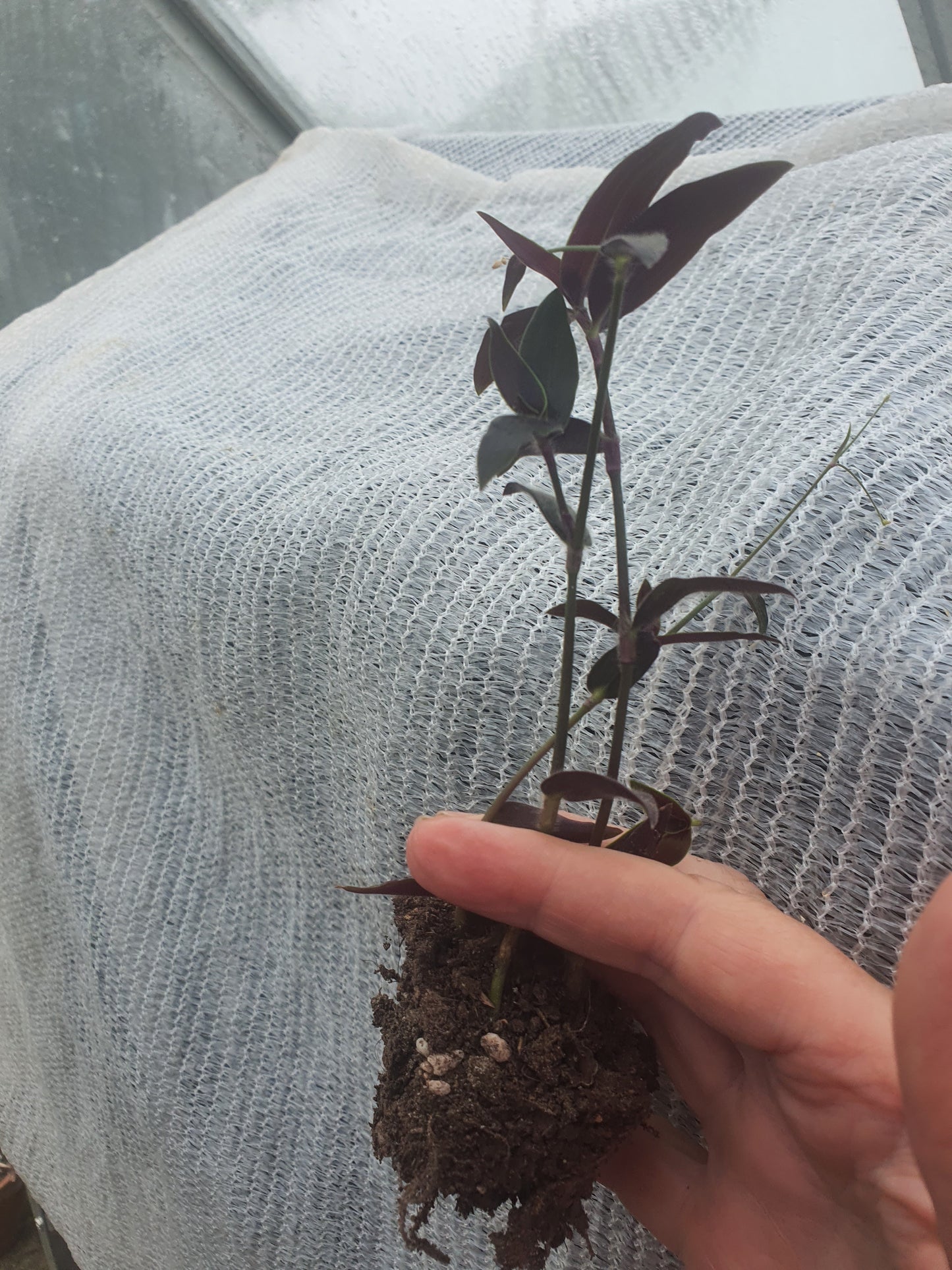 Tradescantia reverted unicorn - Plug / Cutting