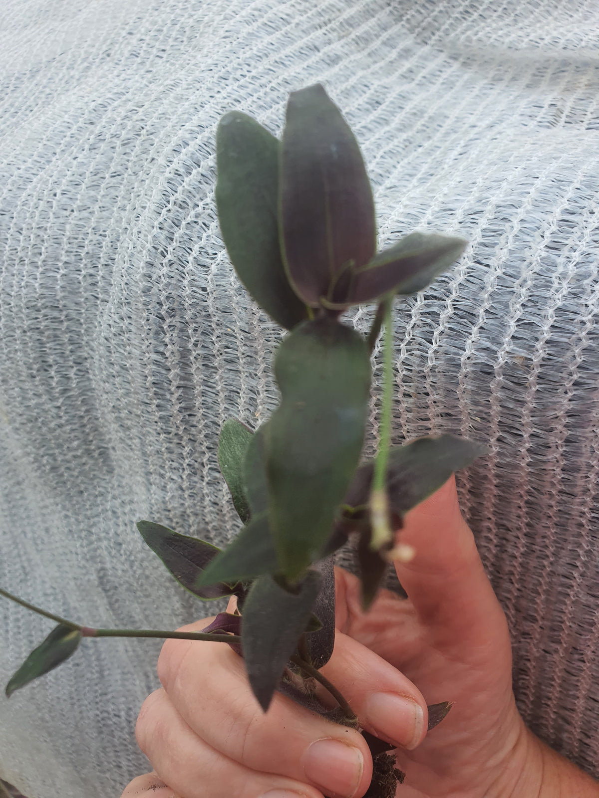 Tradescantia reverted unicorn - Plug / Cutting