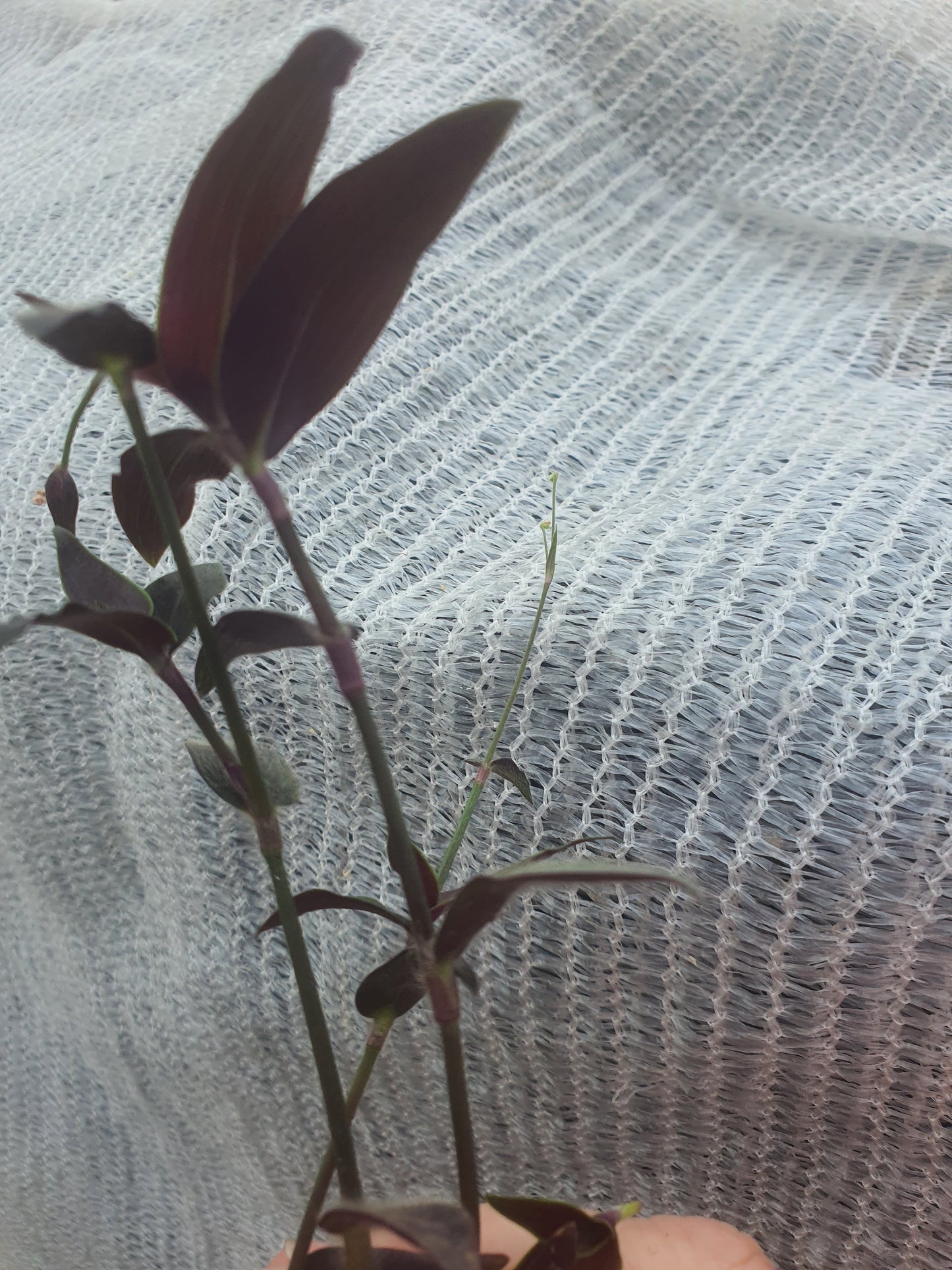 Tradescantia reverted unicorn - Plug / Cutting