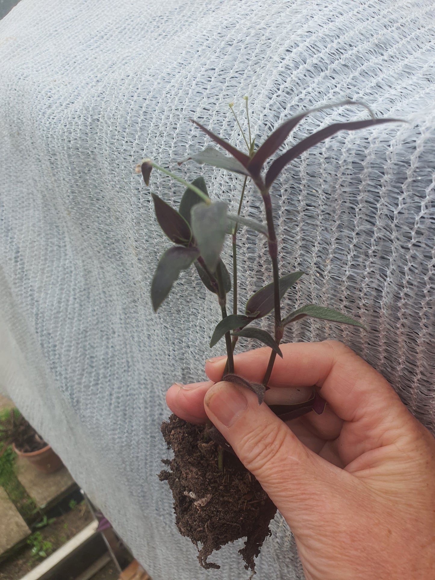 Tradescantia reverted unicorn - Plug / Cutting
