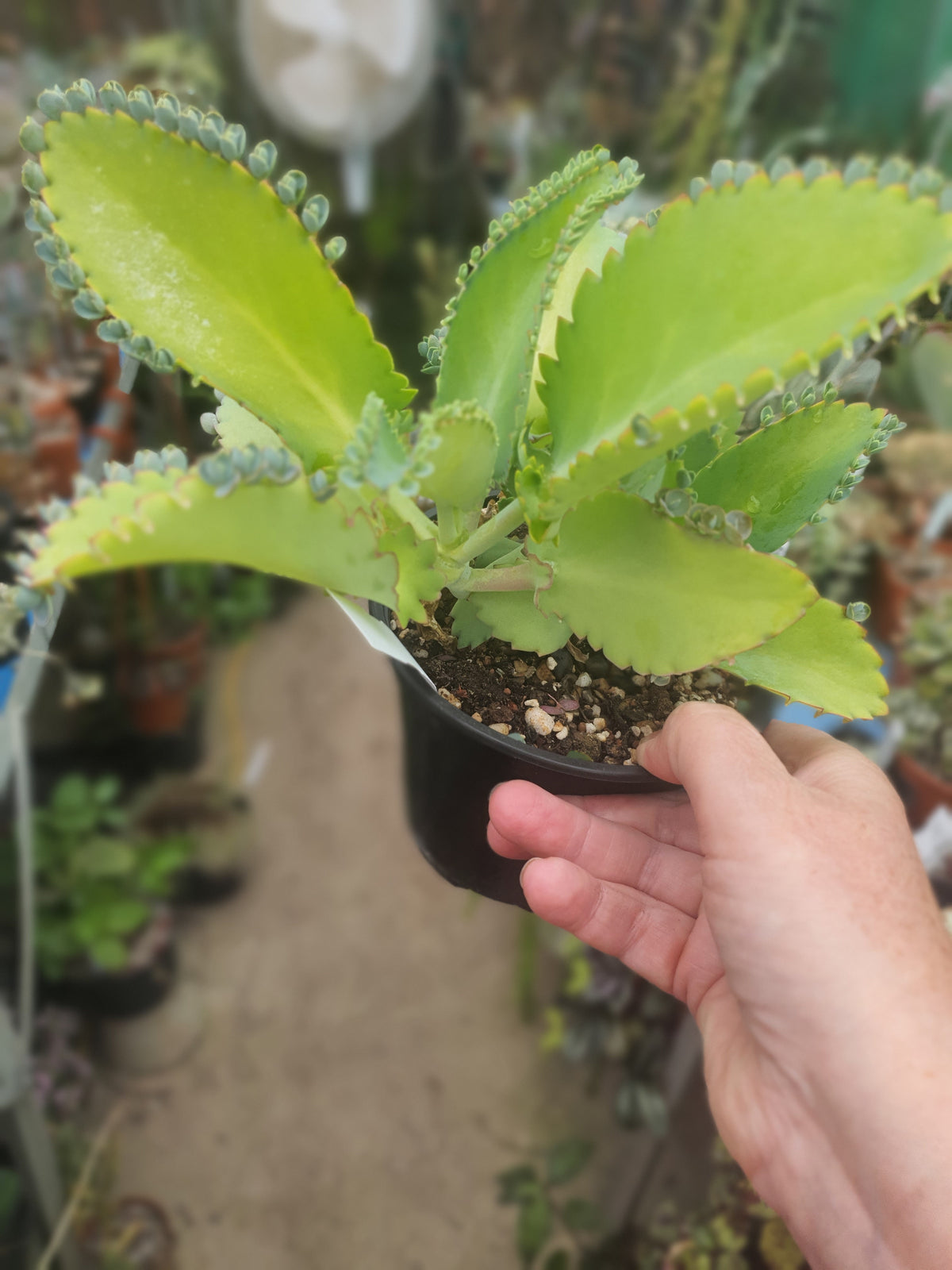 Kalanchoe laetivirens | Mother of Thousands - Plants