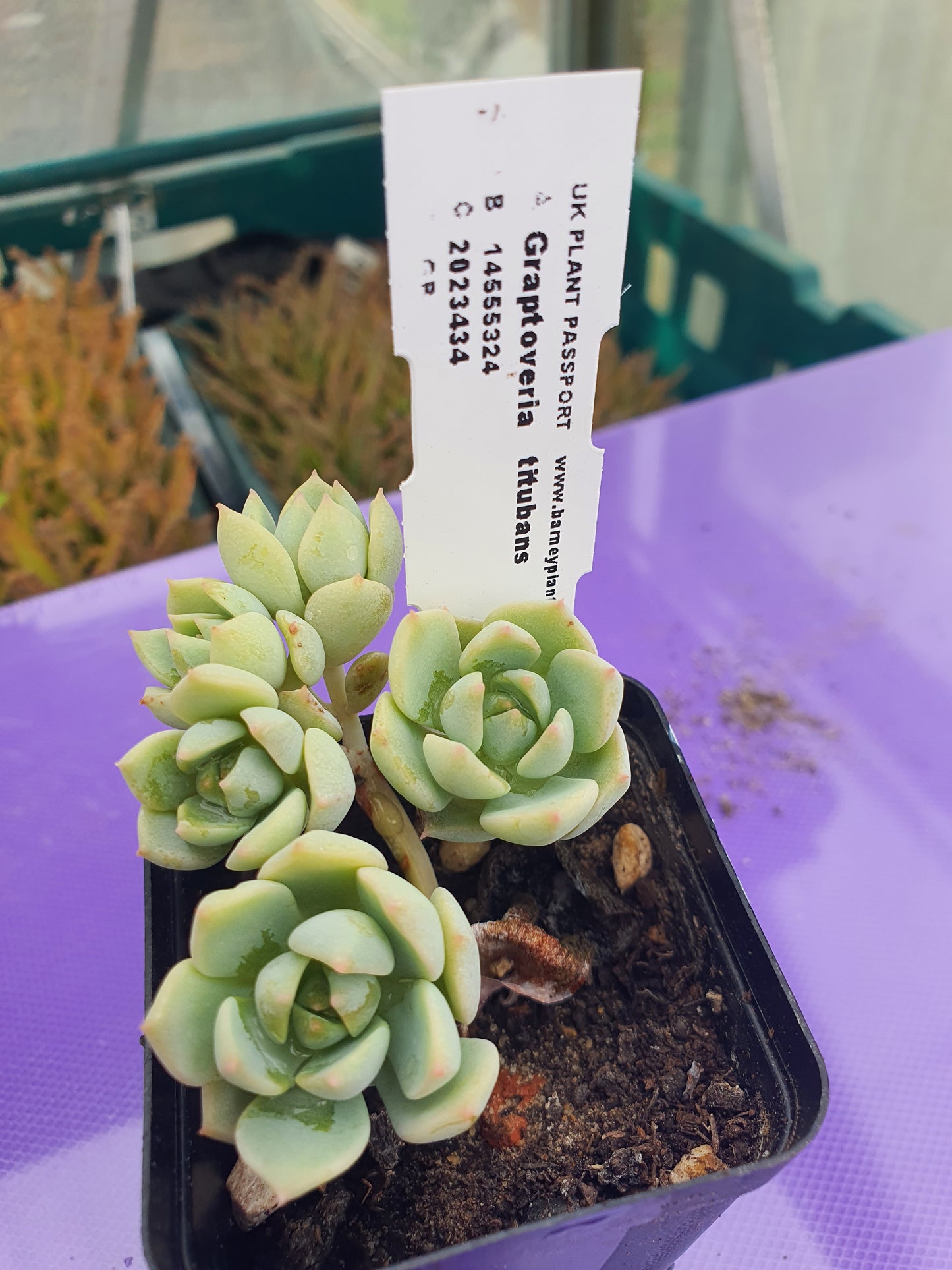 x Graptoveria 'Titubans'