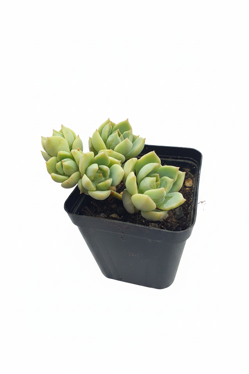 x Graptoveria 'Titubans'