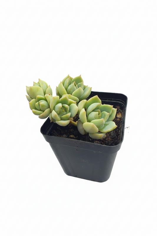 x Graptoveria 'Titubans'