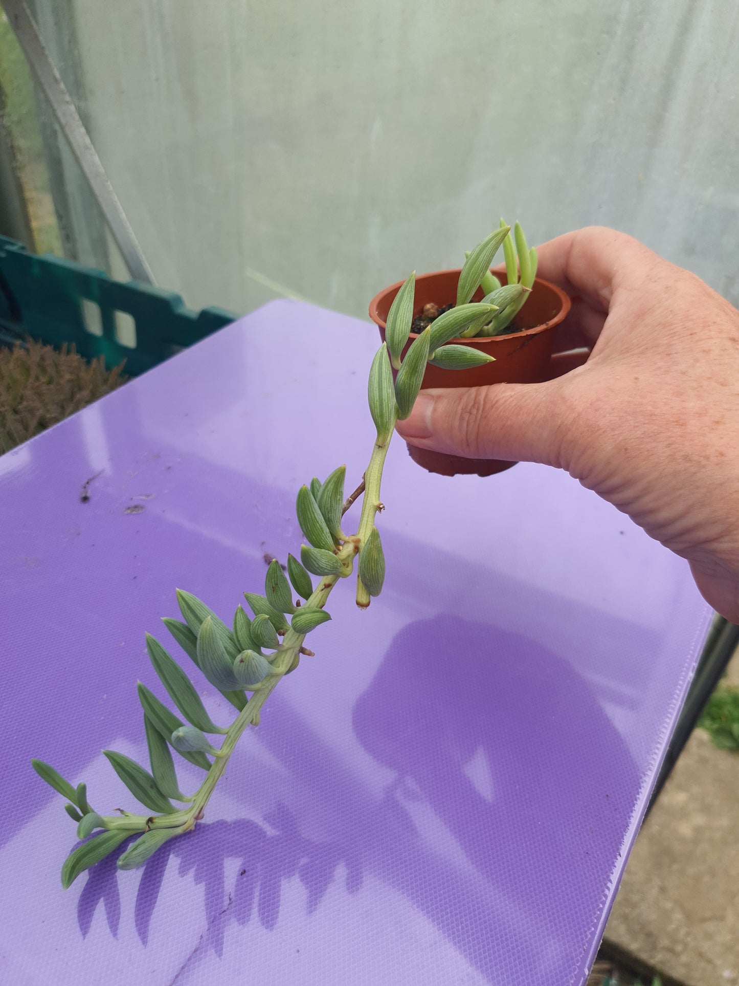 Curio radicans - (Senecio radicans)  |  String of Bananas