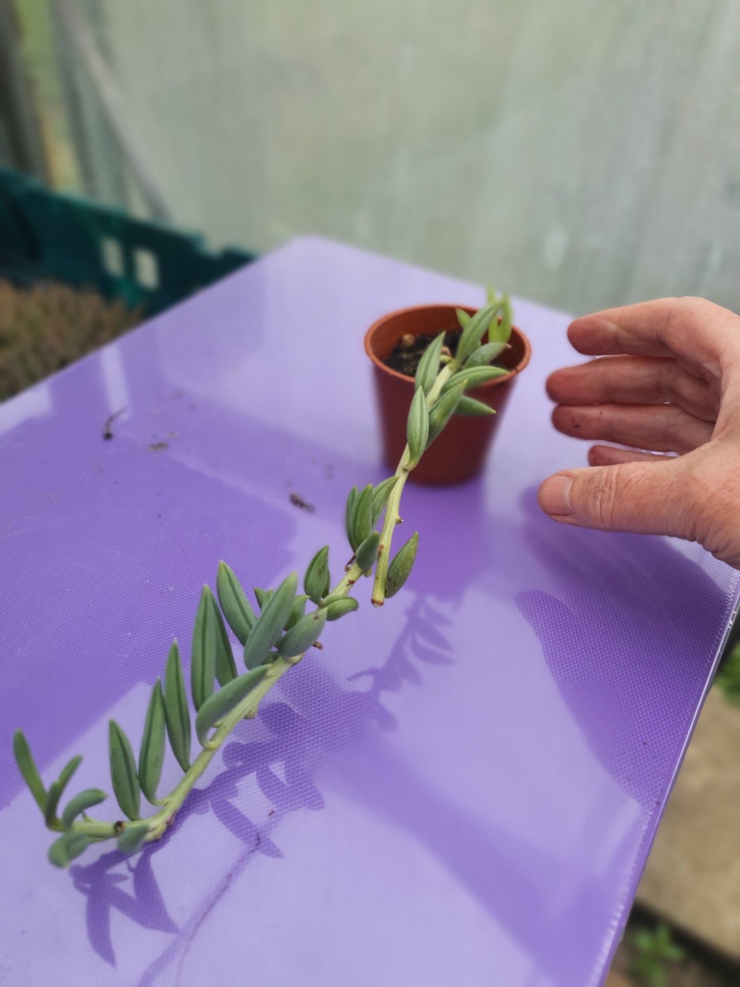 Curio radicans - (Senecio radicans)  |  String of Bananas