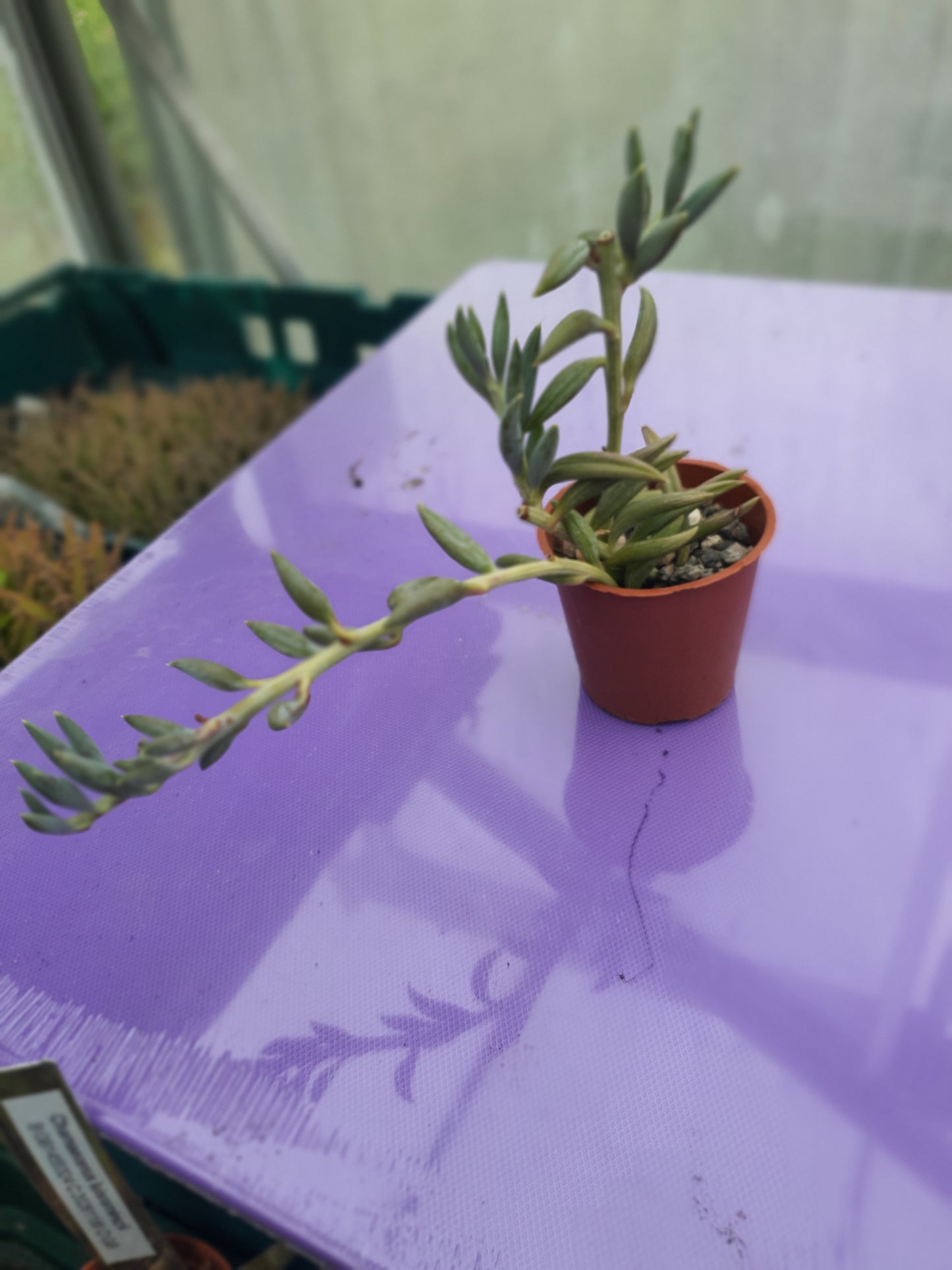 Curio radicans - (Senecio radicans)  |  String of Bananas