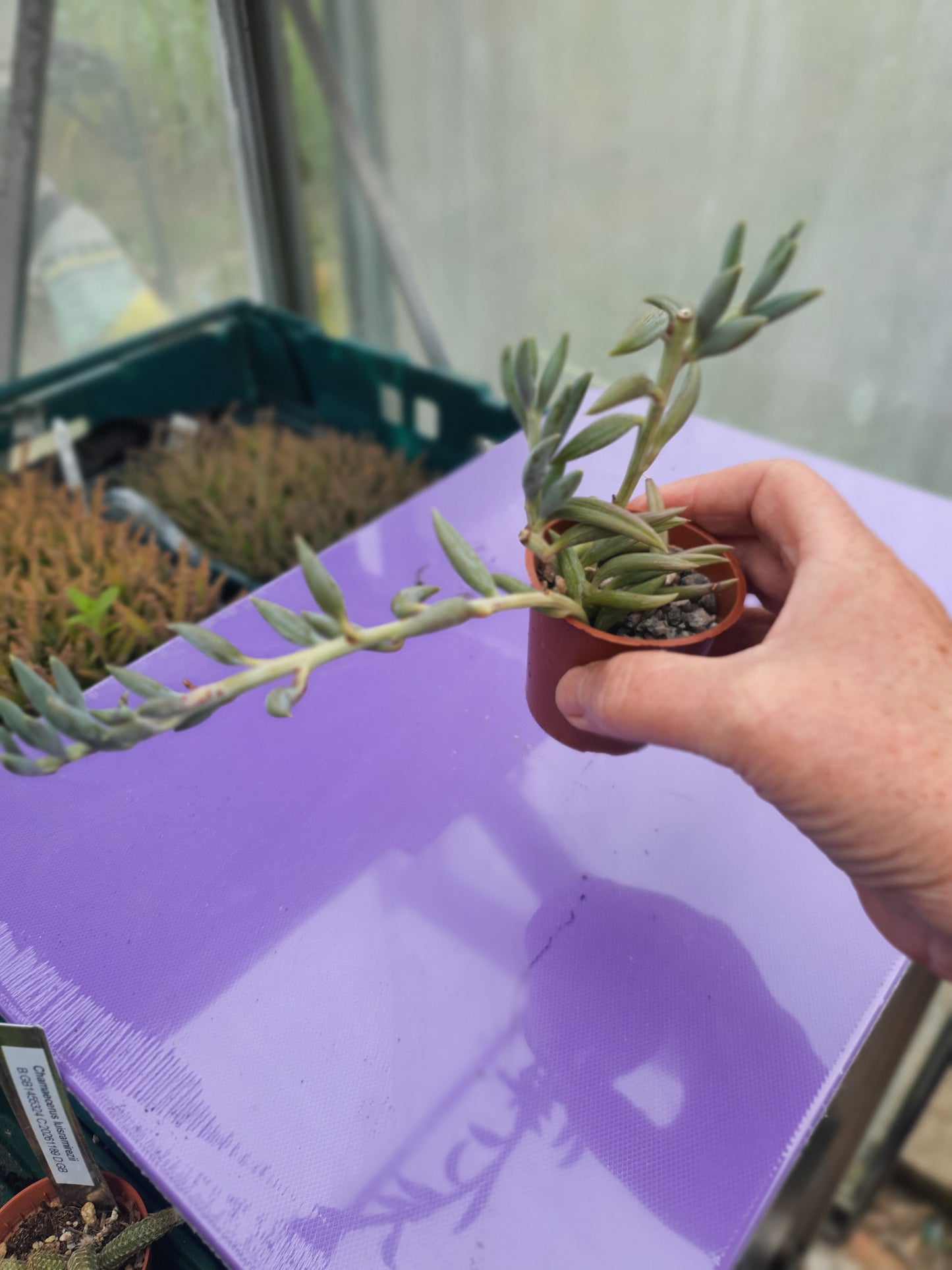 Curio radicans - (Senecio radicans)  |  String of Bananas