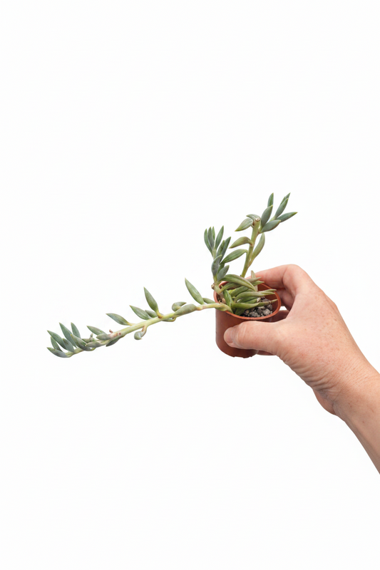 Curio radicans - (Senecio radicans)  |  String of Bananas