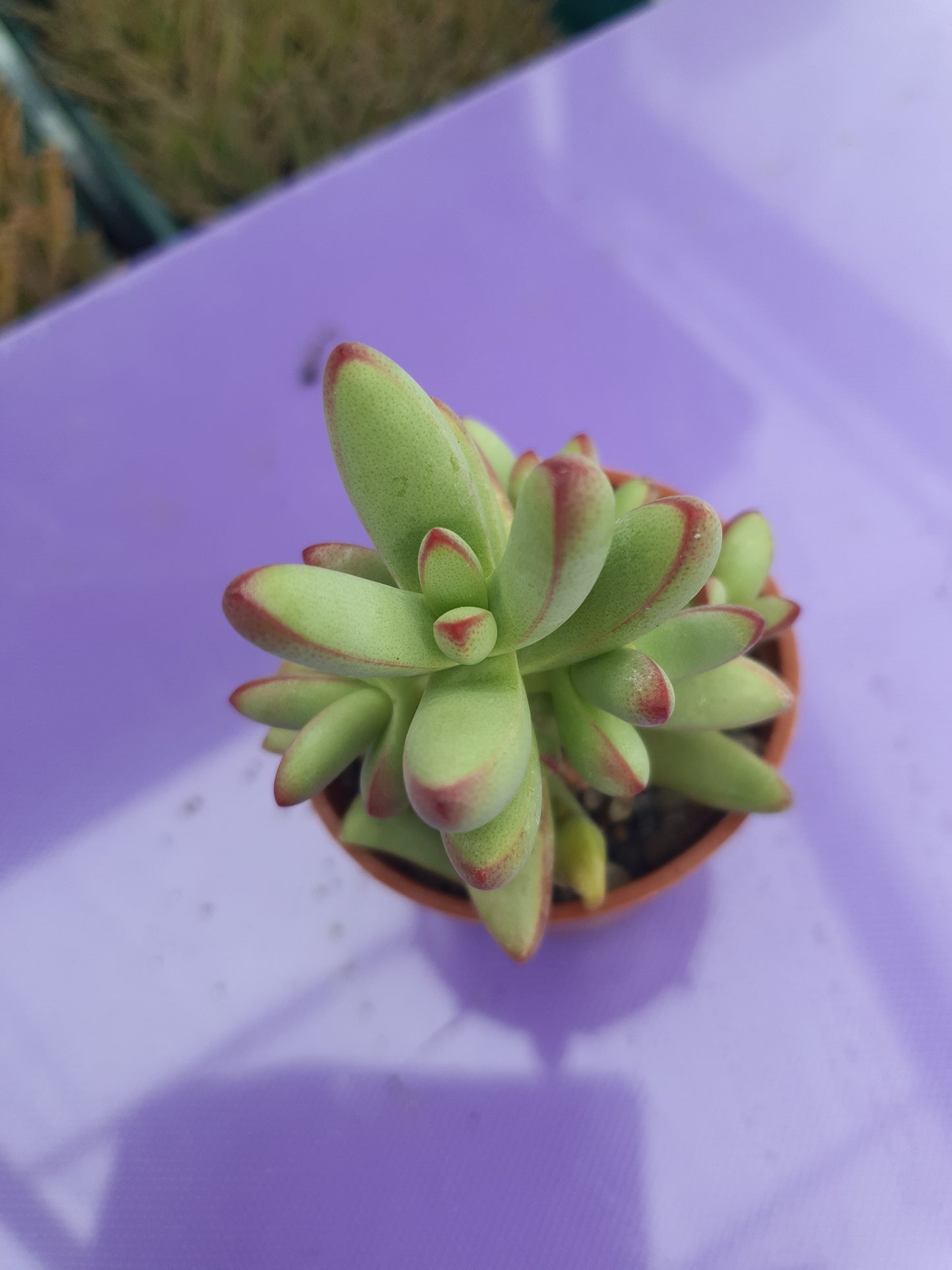 Crassula nudicailis var. Herrei  | 🇬🇧 UK grown - Succulent