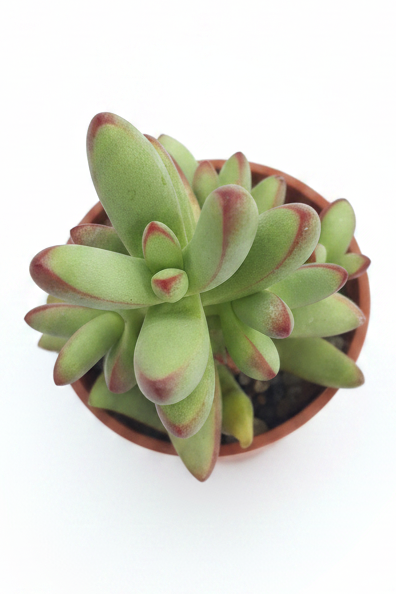 Crassula nudicailis var. Herrei  | 🇬🇧 UK grown - Succulent