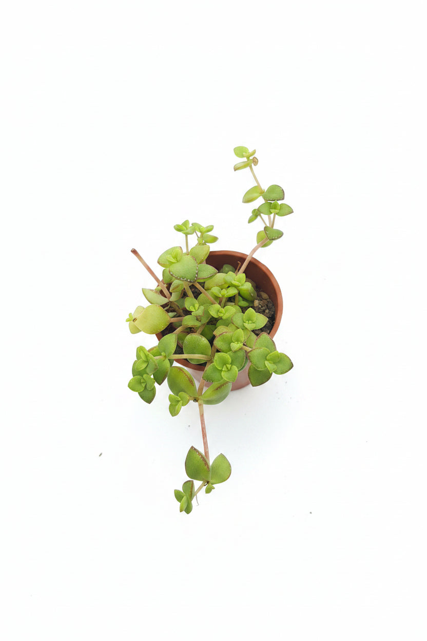 Crassula 
