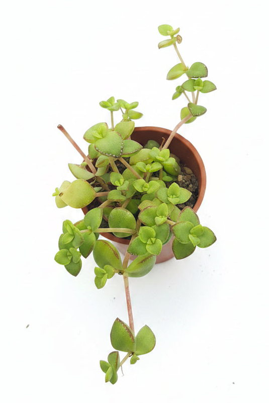 Crassula pellucida (Riebeek East)