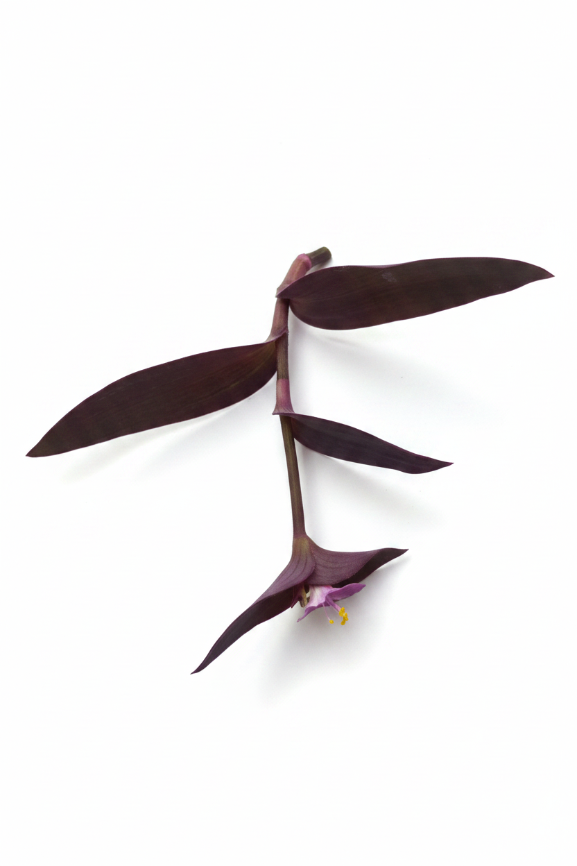 Tradescantia Purpurea -  Purple Heart 