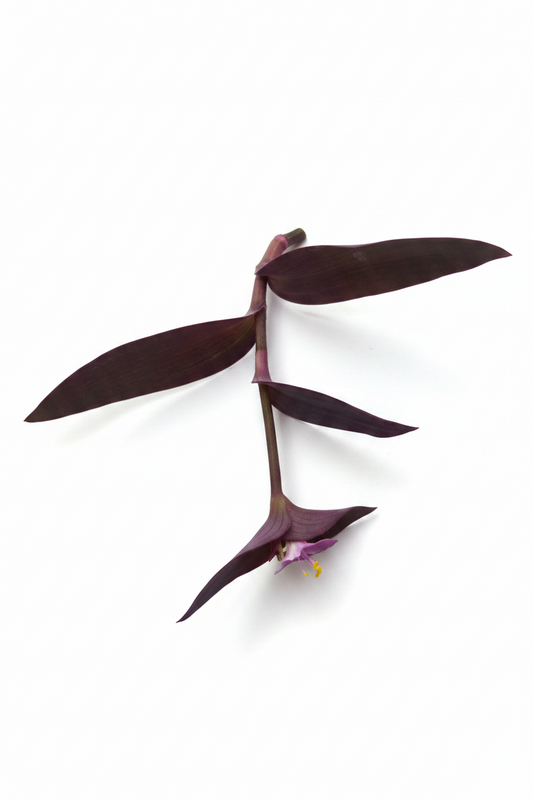 Tradescantia Purpurea -  Purple Heart 