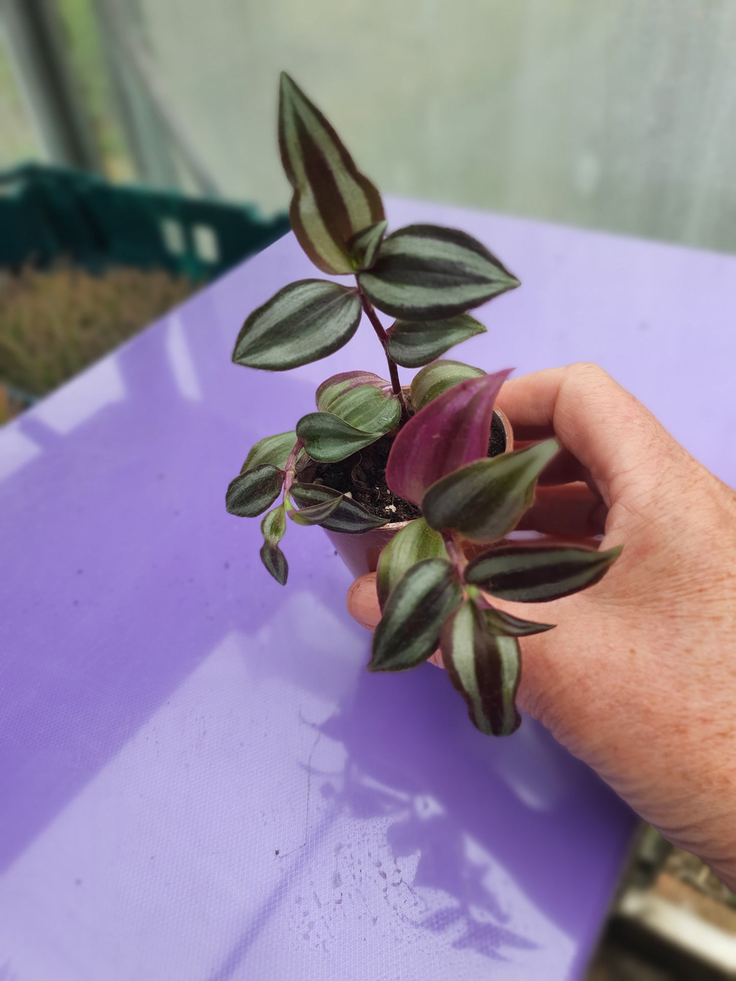 Tradescantia 'Silver Smudge'  Plug or Cutting