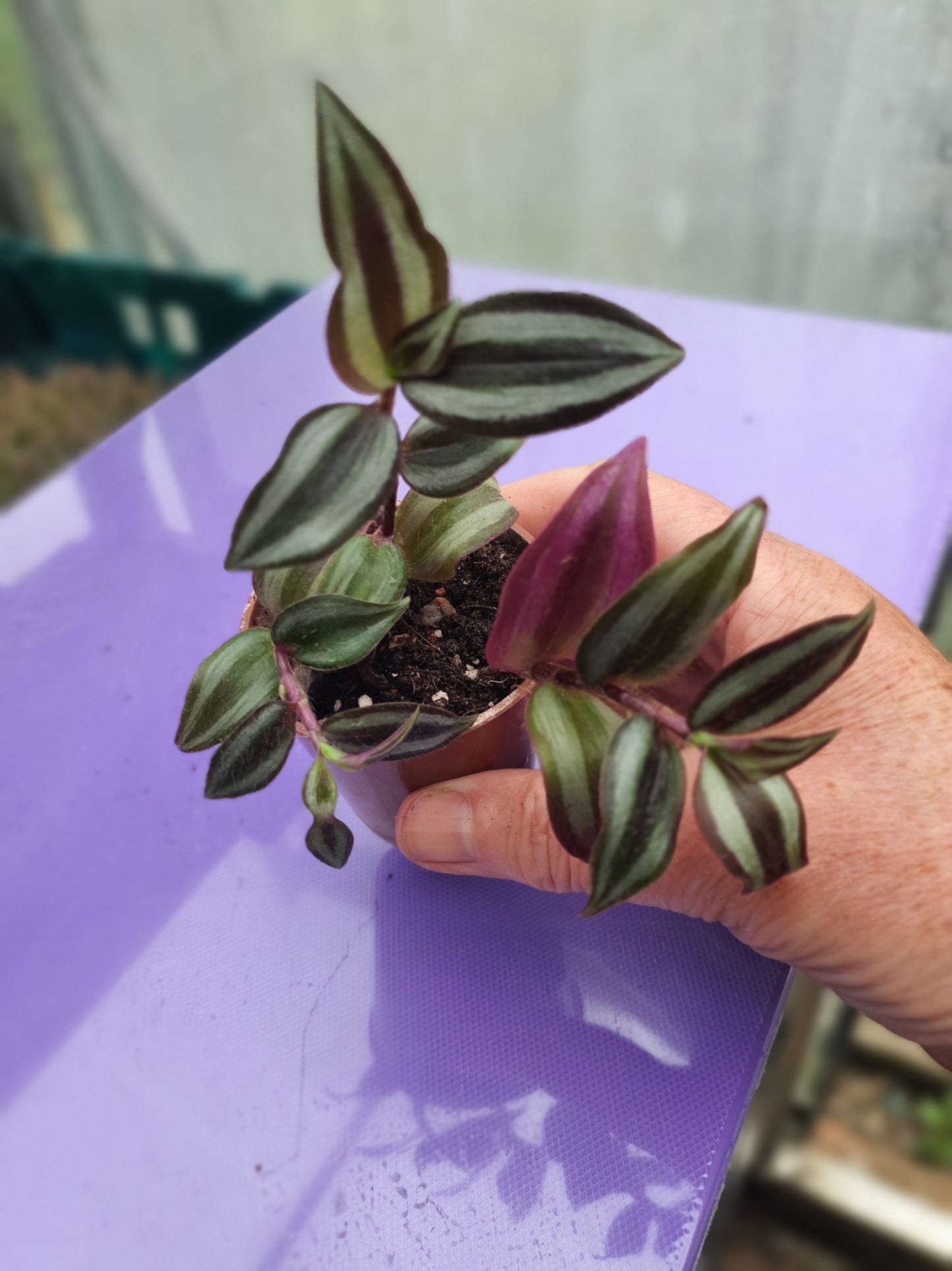 Tradescantia 'Silver Smudge'  Plug or Cutting