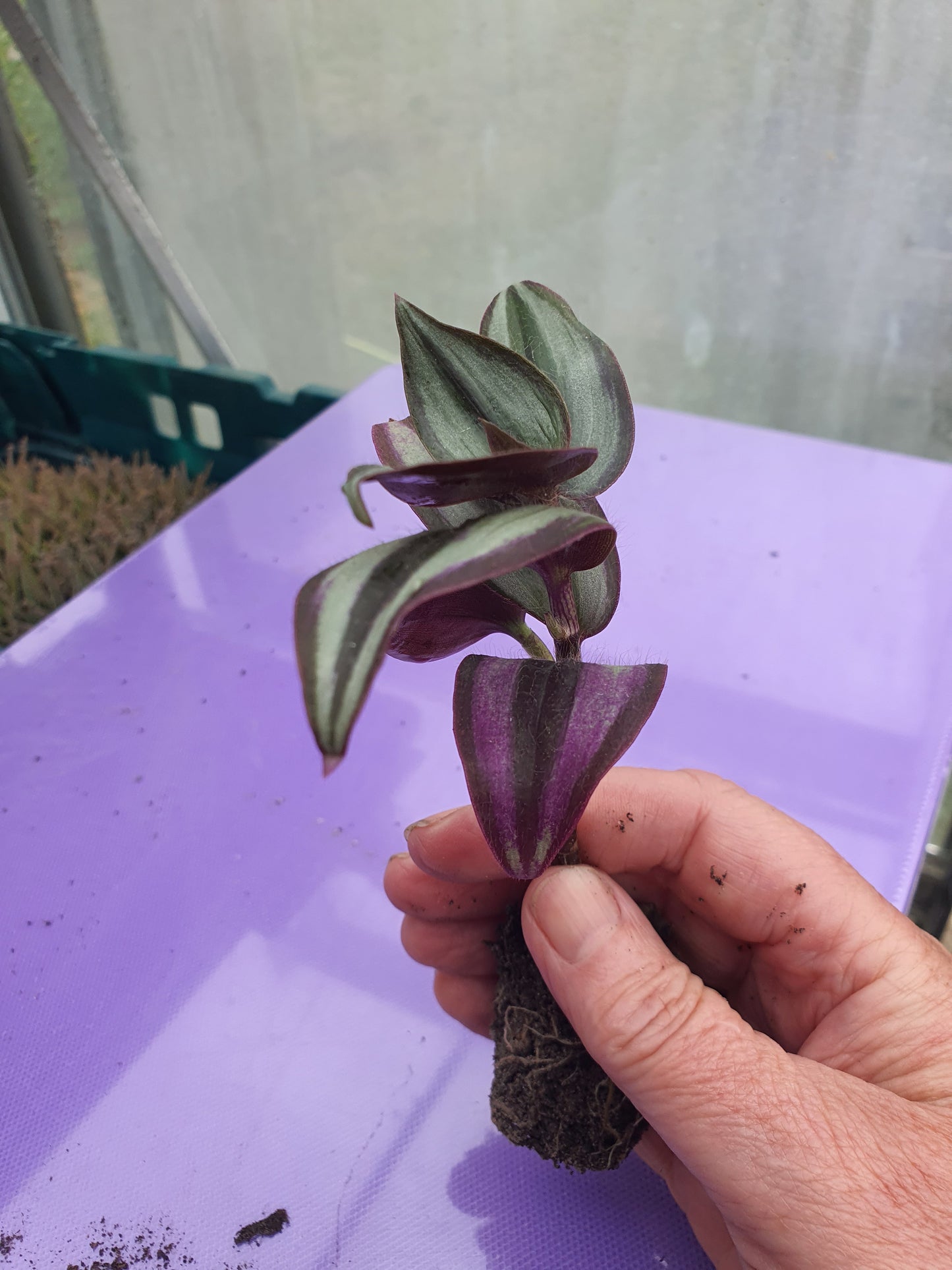 Tradescantia 'Silver Smudge'  Plug or Cutting
