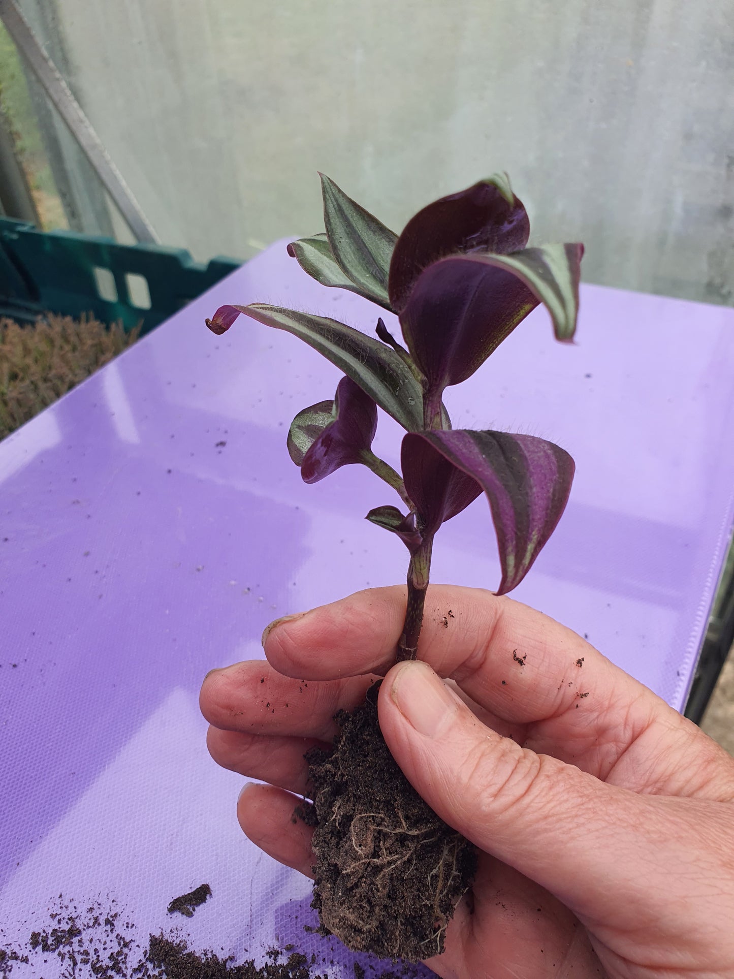 Tradescantia 'Silver Smudge'  Plug or Cutting