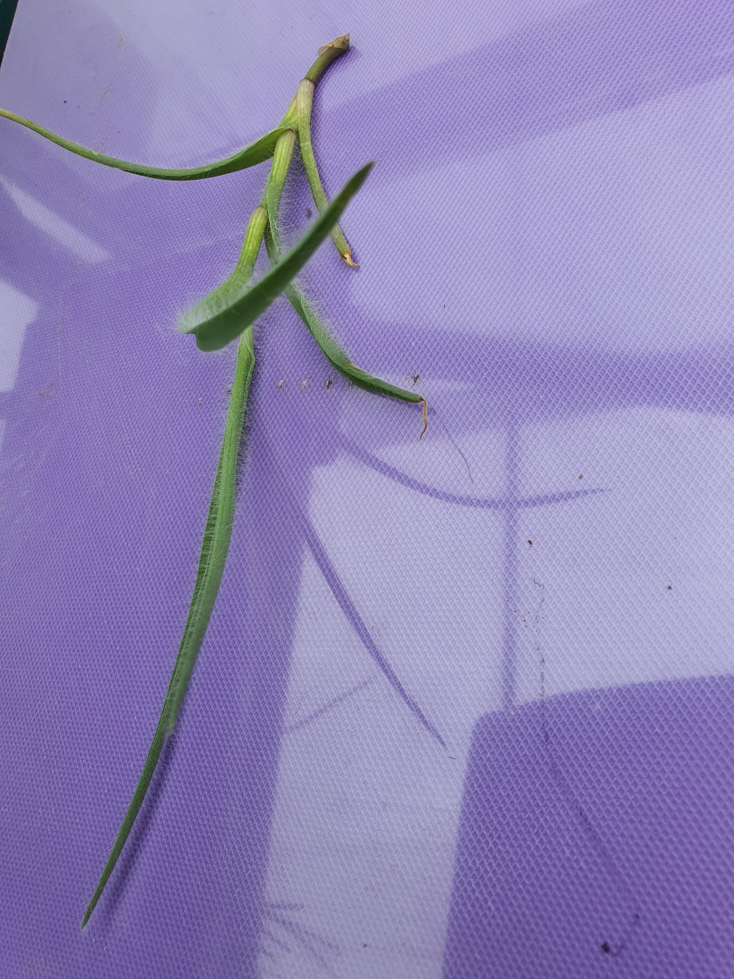 Tradescantia hirta ‘Swifttale - Cutting