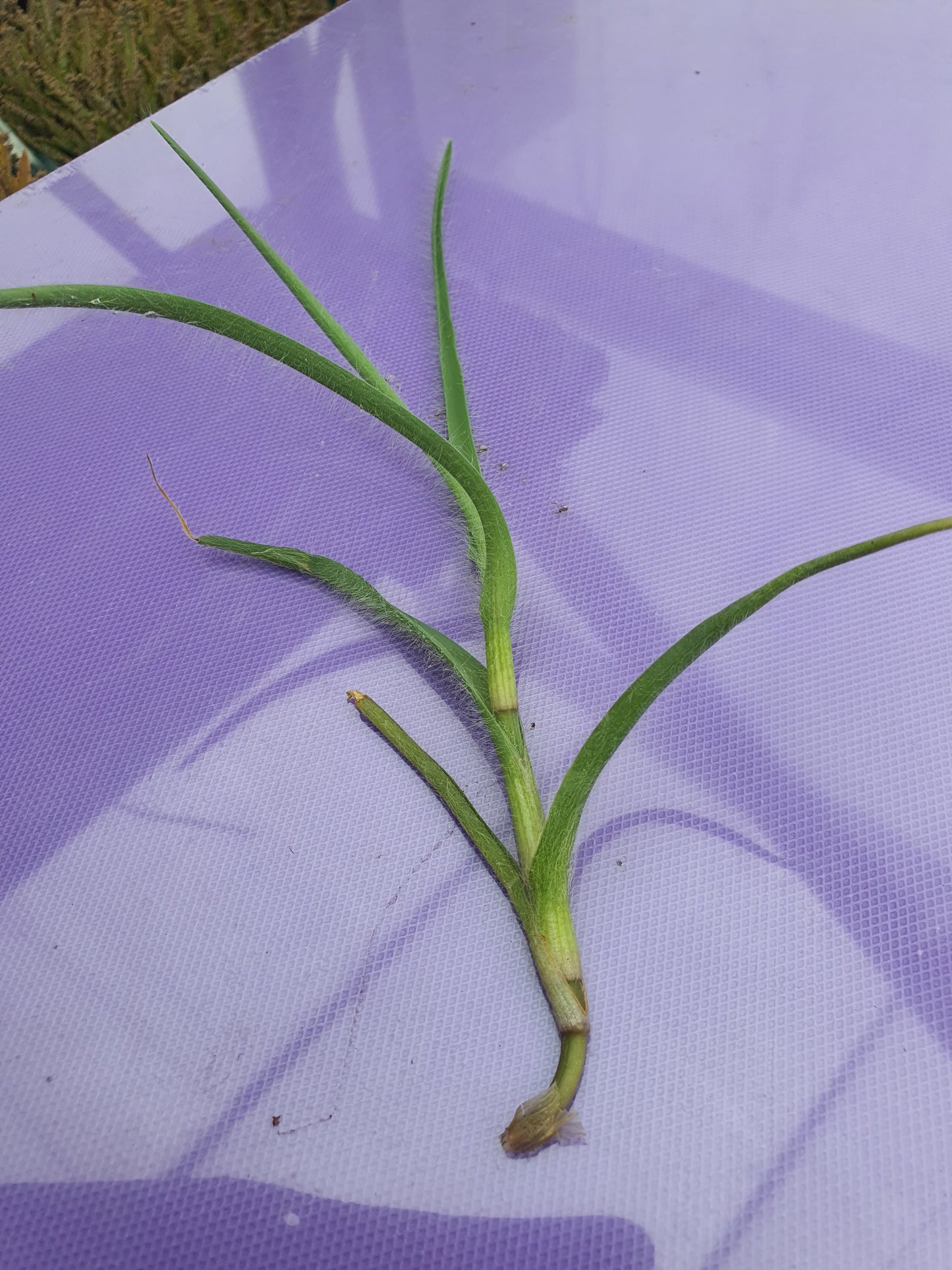 Tradescantia hirta ‘Swifttale - Cutting